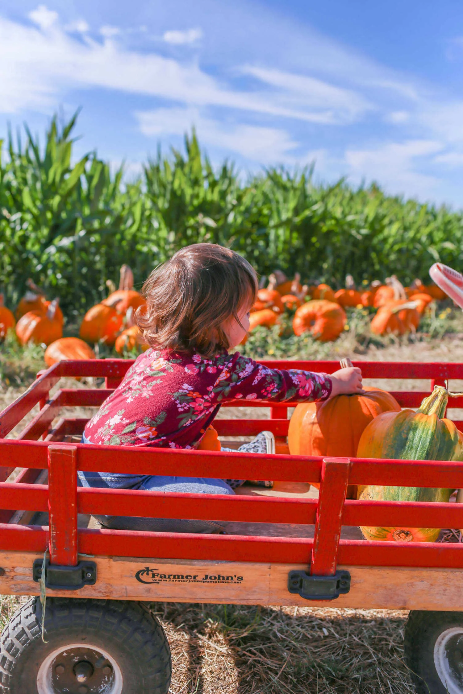 Scout playing with pumpkins inside red wagon at Farmer John's Pumpkin Farm.