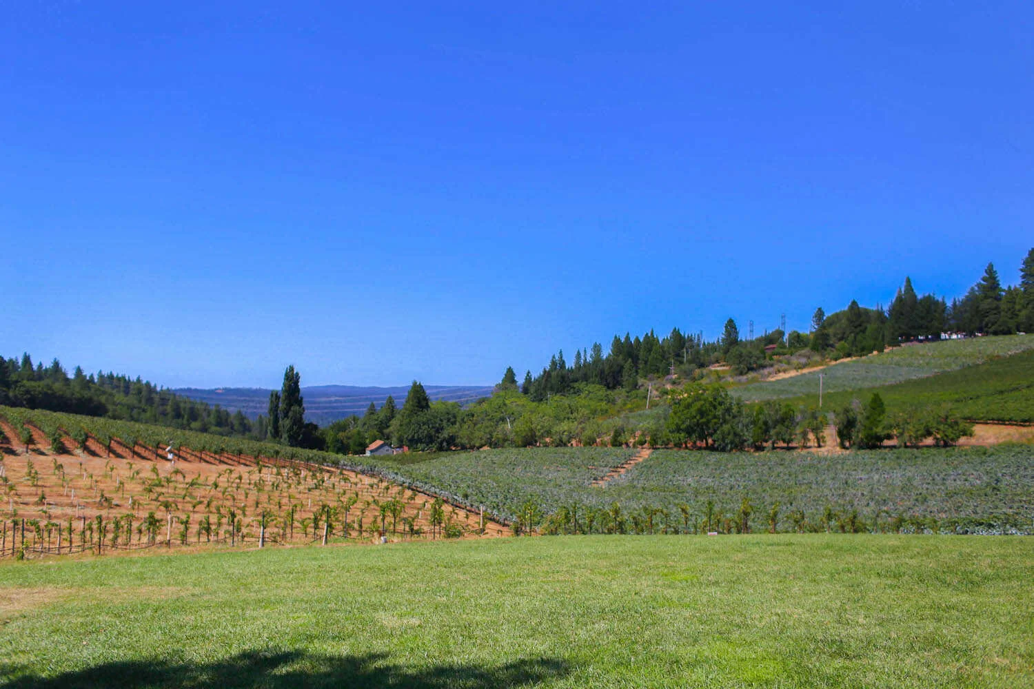Panoramic mountain and vineyard views at Lava Cap Winery.