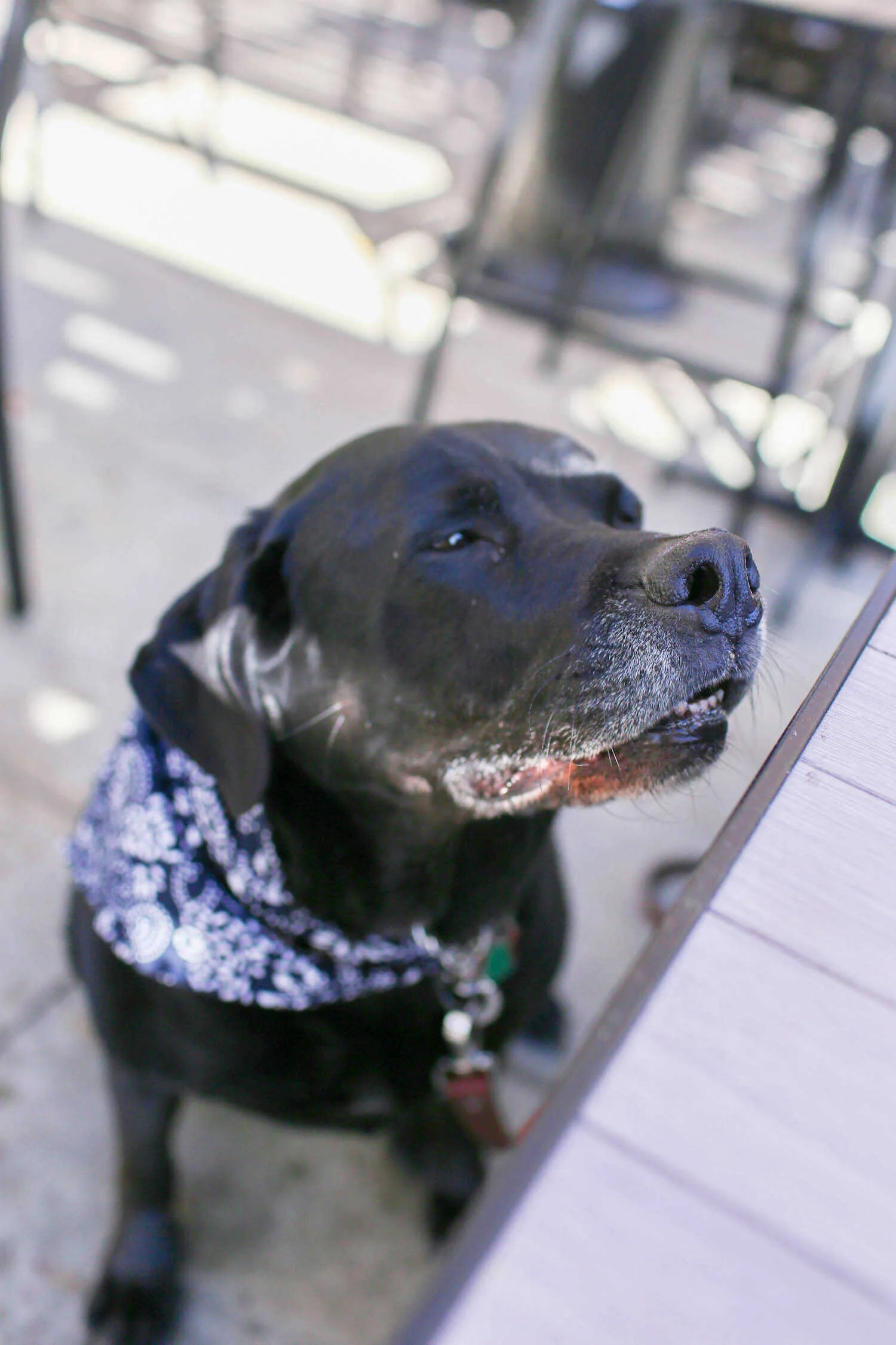 Our dog Holly sitting outside on the patio with us at Umami Burger.