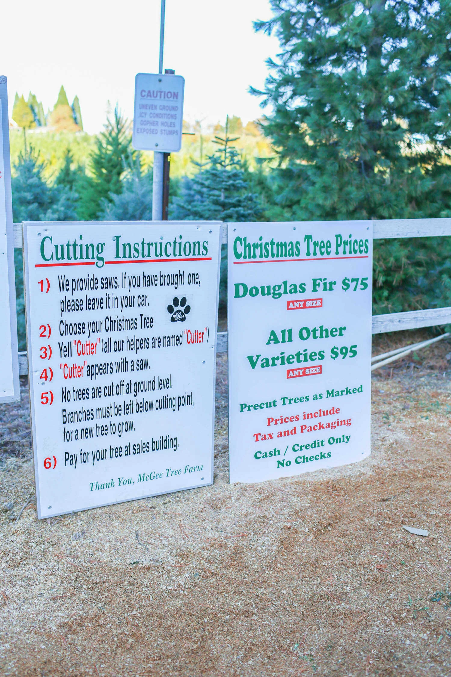 Best Apple Hill Christmas Tree Farms to Cut Your Own Tree