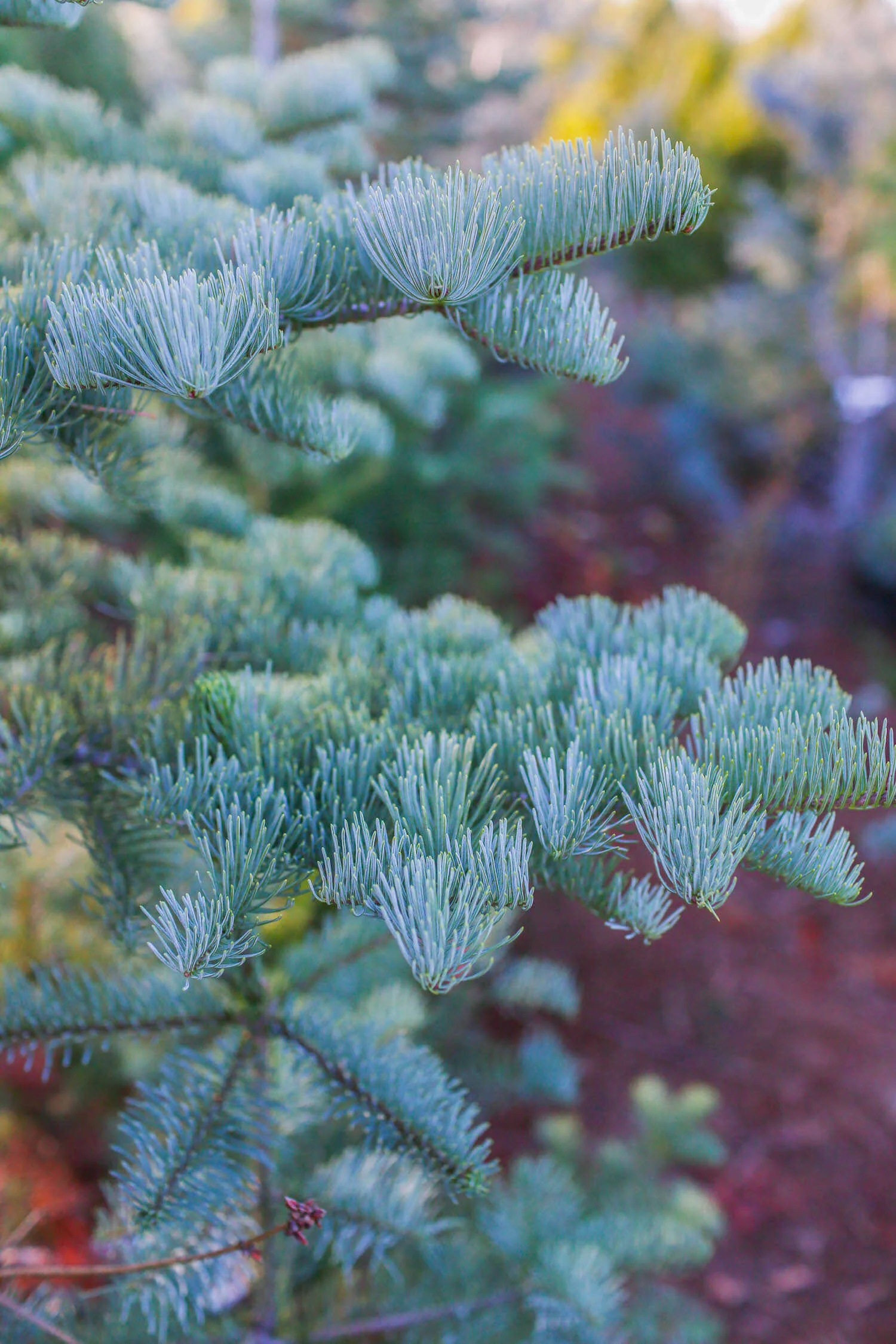 Our Silvertip Christmas tree at McGee Christmas Tree Farm.
