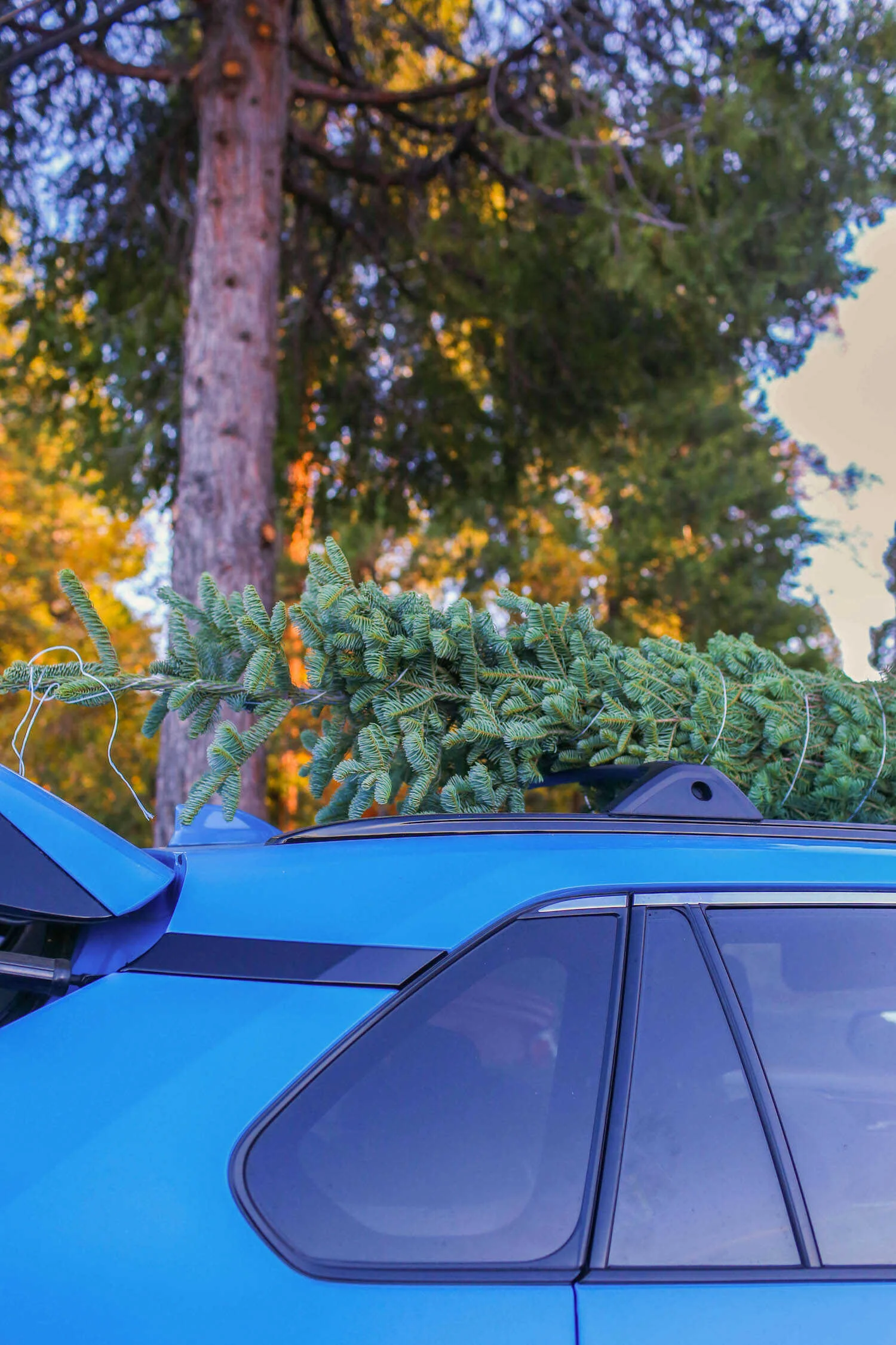 Tying tree to the top of the car at McGee Christmas Tree Farm.