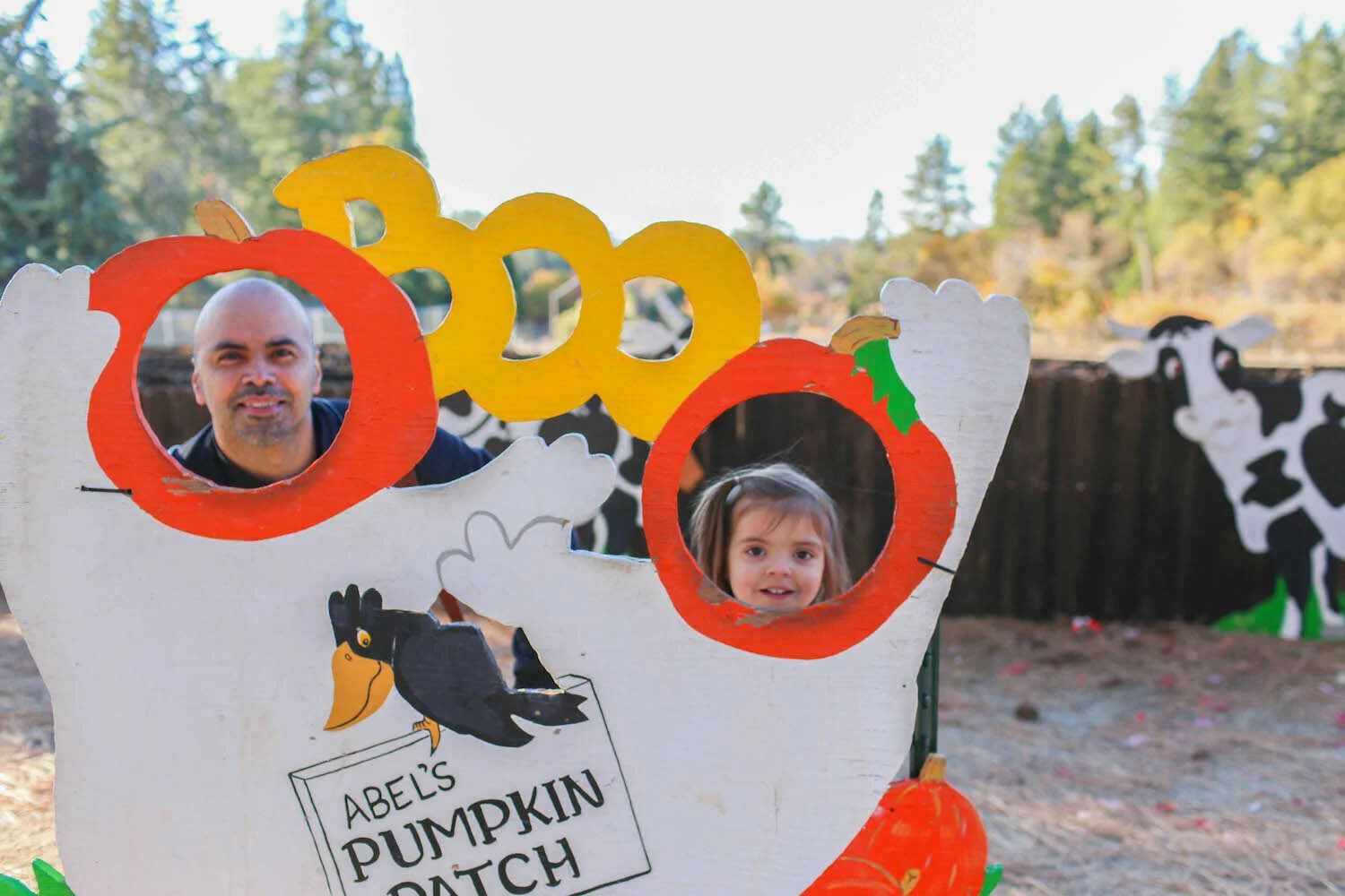 Best Apple Hill Christmas Tree Farms to Cut Your Own Tree