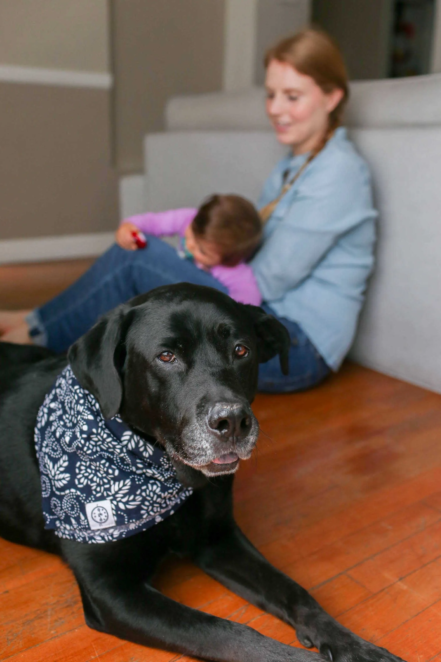 10 Tips for Travel and Day Trips with an Anxious Dog
