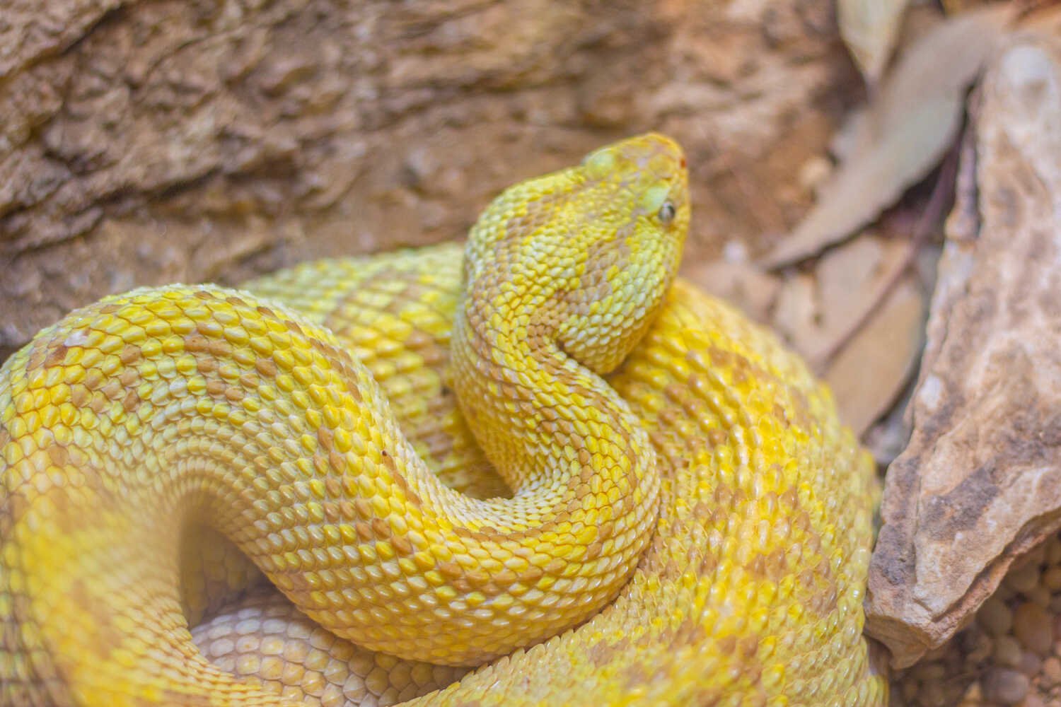 San Diego Zoo vs. Safari Park - Yellow Crotalus Simus venomous pit viper snake inside the San Diego Zoo.