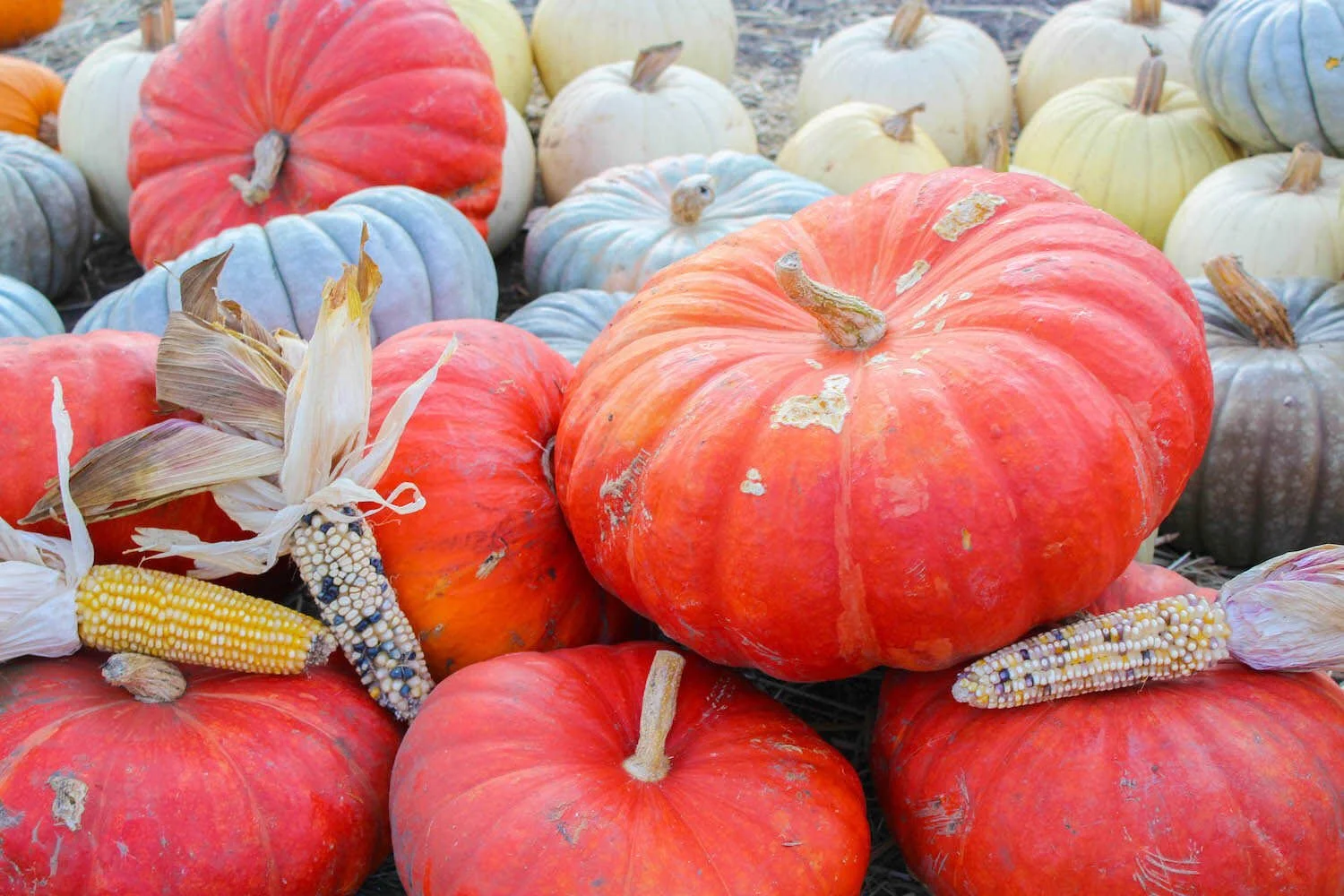 Over 200 Fall Hashtags to Use for Autumn Themed Content Posts on Social