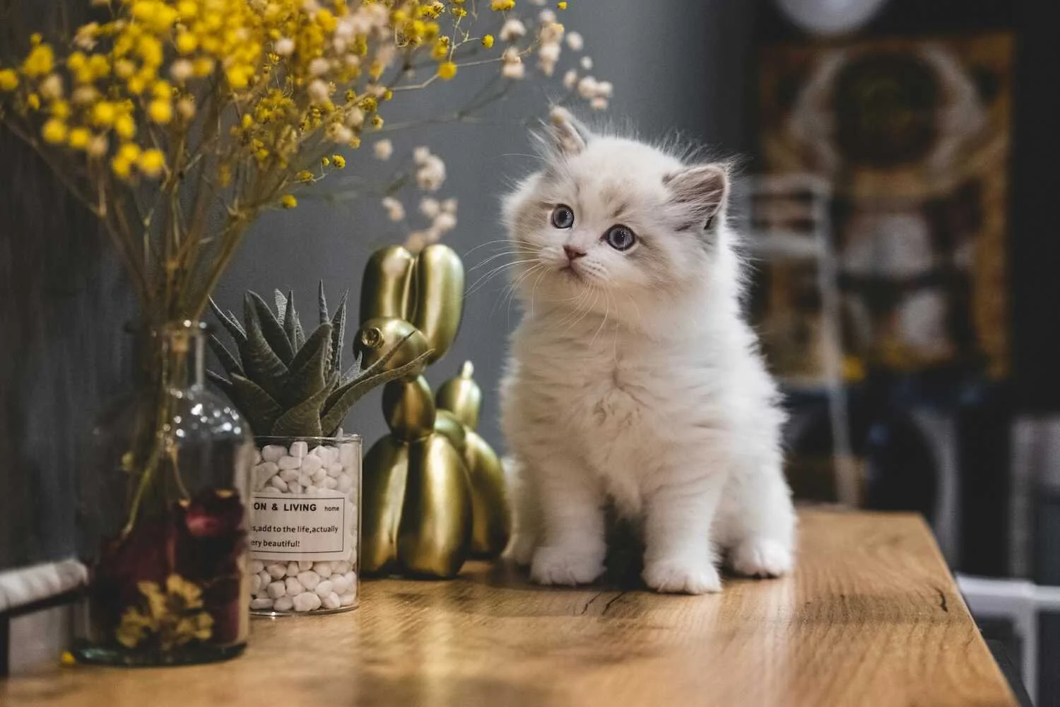 Munchkin Cats. Your Guide to the Short-Legged Feline Companions