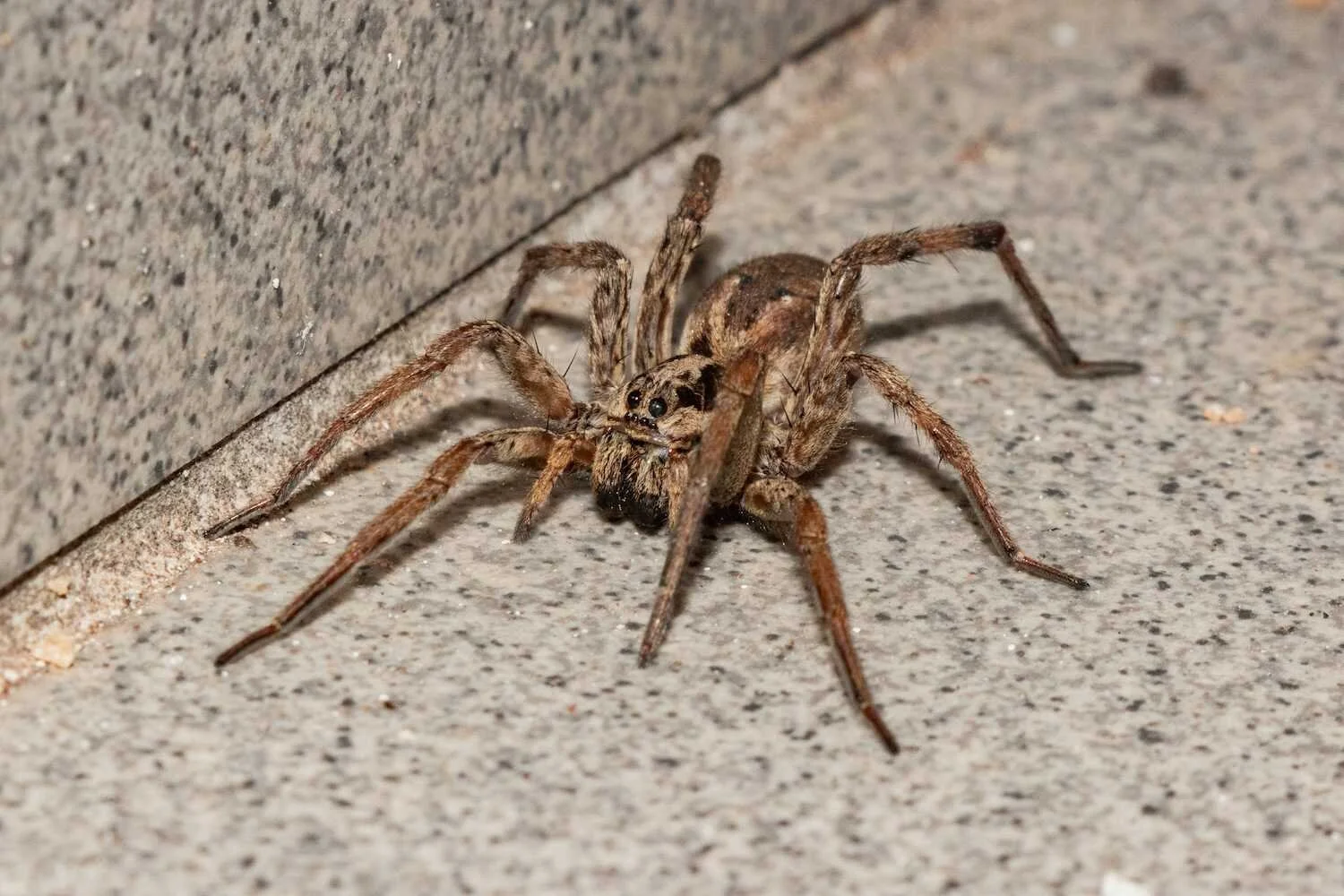 Wolf Spider in California: Size, Poisonous, Dangerous
