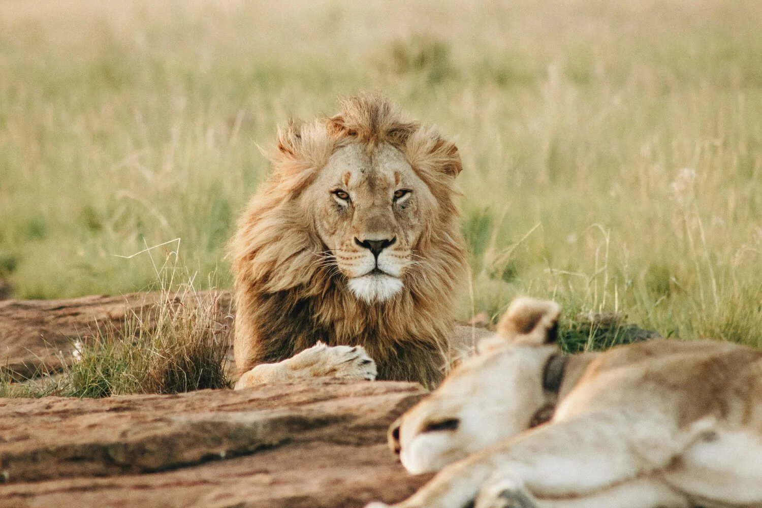 Planning a Jungle Safari? Here’s Your Checklist to Choose the Right Travel Camera