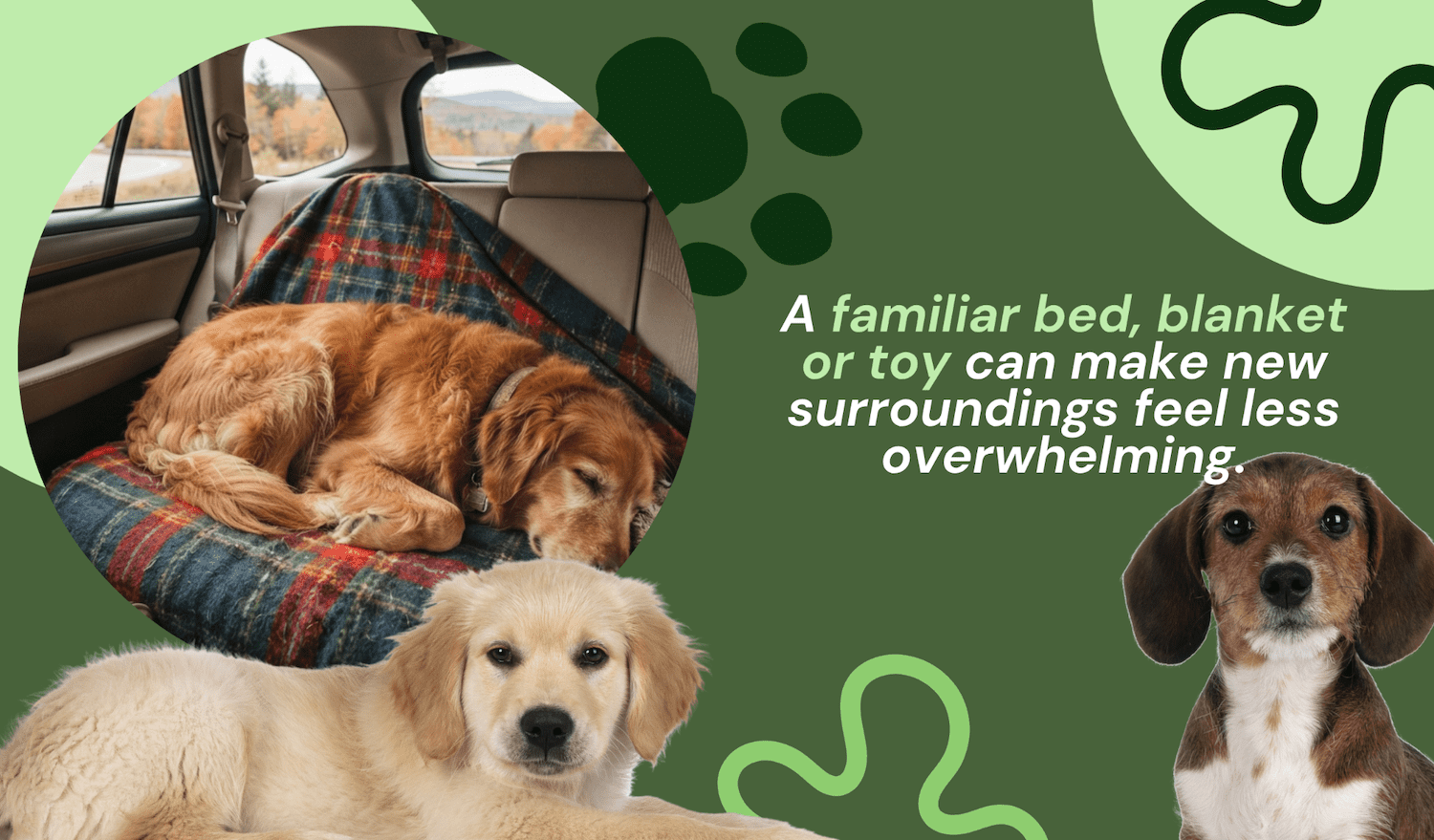 7 Things to Pack Before Taking Your Dog on a Fall Road Trip: Vet Approved Tips