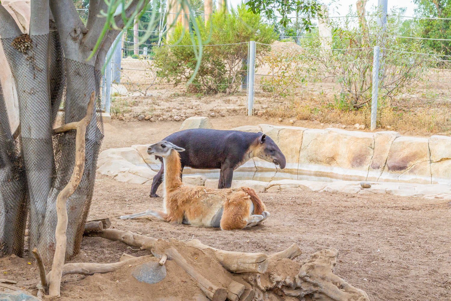 San Diego Zoo vs. Safari Park - Tapir and llama in the San Diego Zoo.