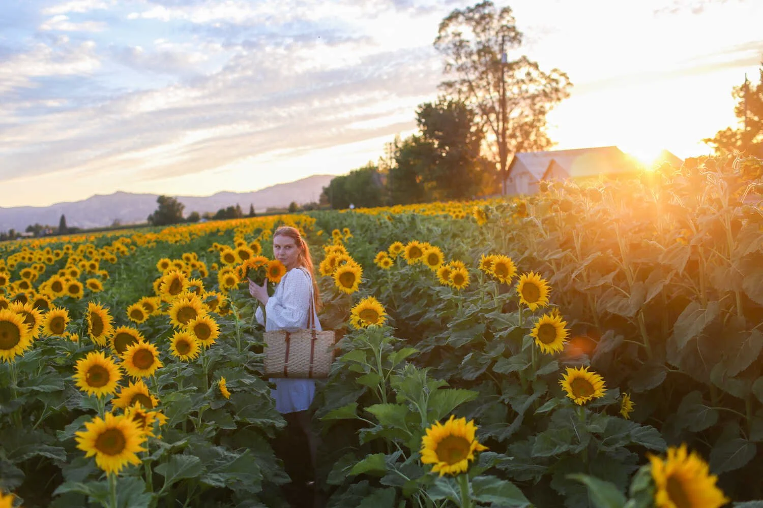 Top 10 Day Trips from Sacramento Northern California Road Trips Under