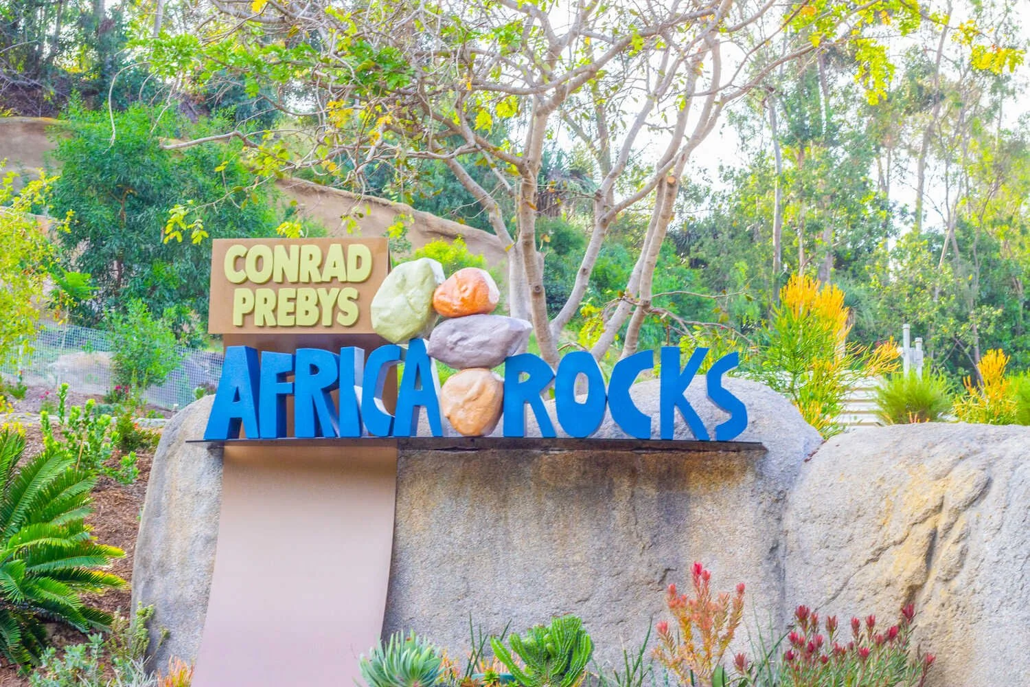 San Diego Zoo vs. Safari Park - Africa Rocks exhibit in the San Diego Zoo.