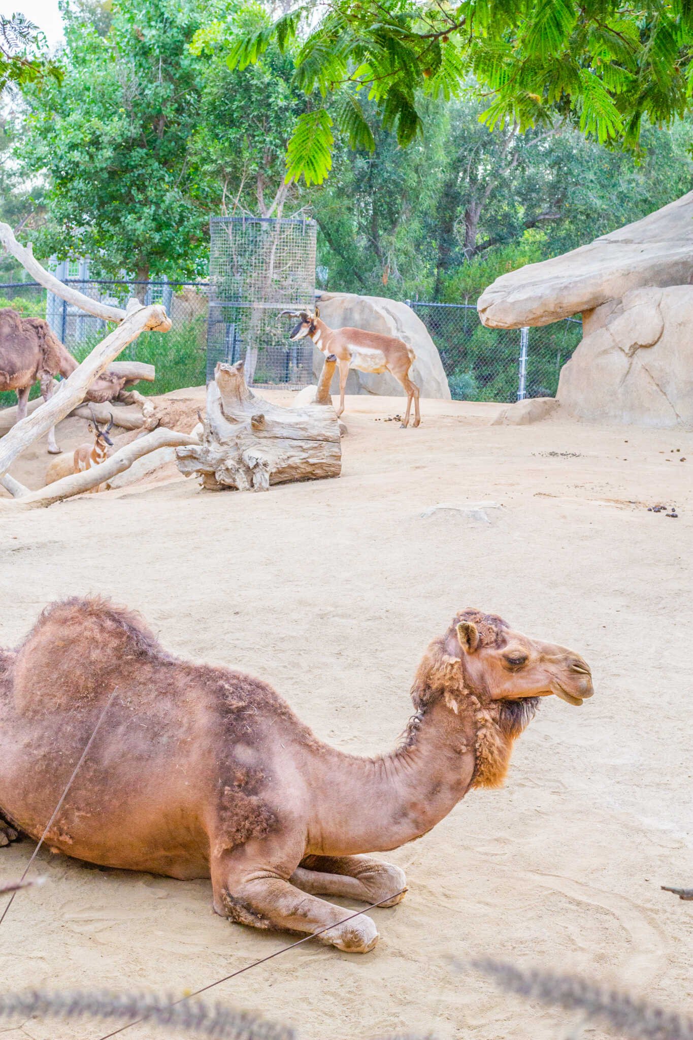 San Diego Zoo vs. Safari Park - Camel in the San Diego Zoo.