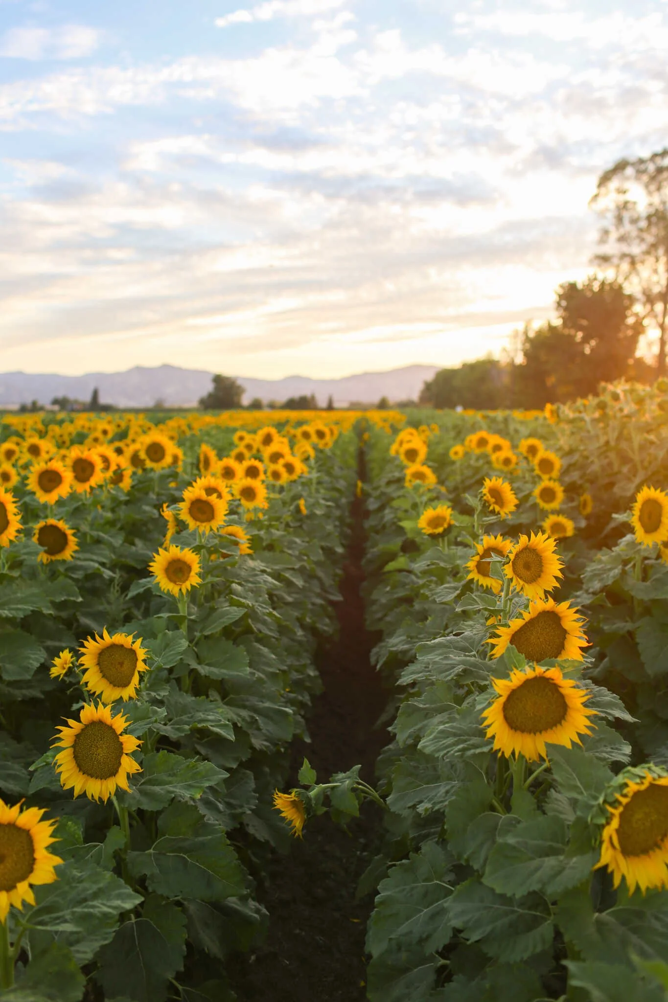 Top 10 Day Trips from Sacramento Northern California Road Trips Under