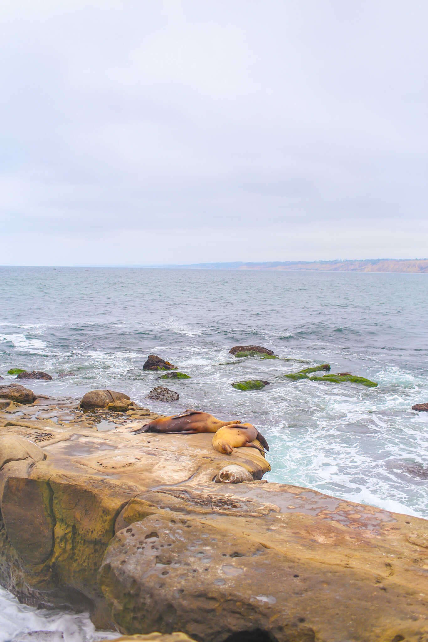 Weekend Guide to La Jolla - Top Things to Do in 48 Hours