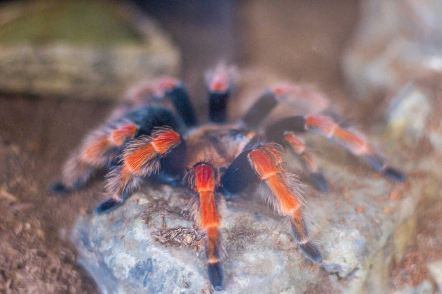 San Diego Zoo vs. Safari Park - Tarantula in the San Diego Zoo.