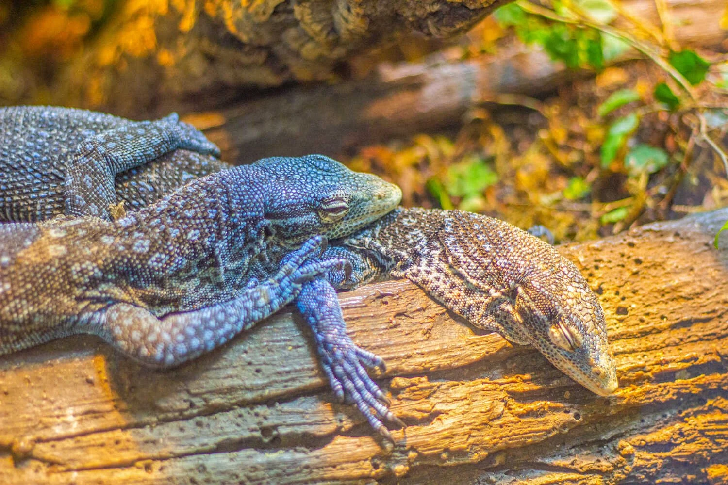 San Diego Zoo vs. Safari Park - Blue tree monitor lizard formally known as Varanus macraei inside the San Diego Zoo.