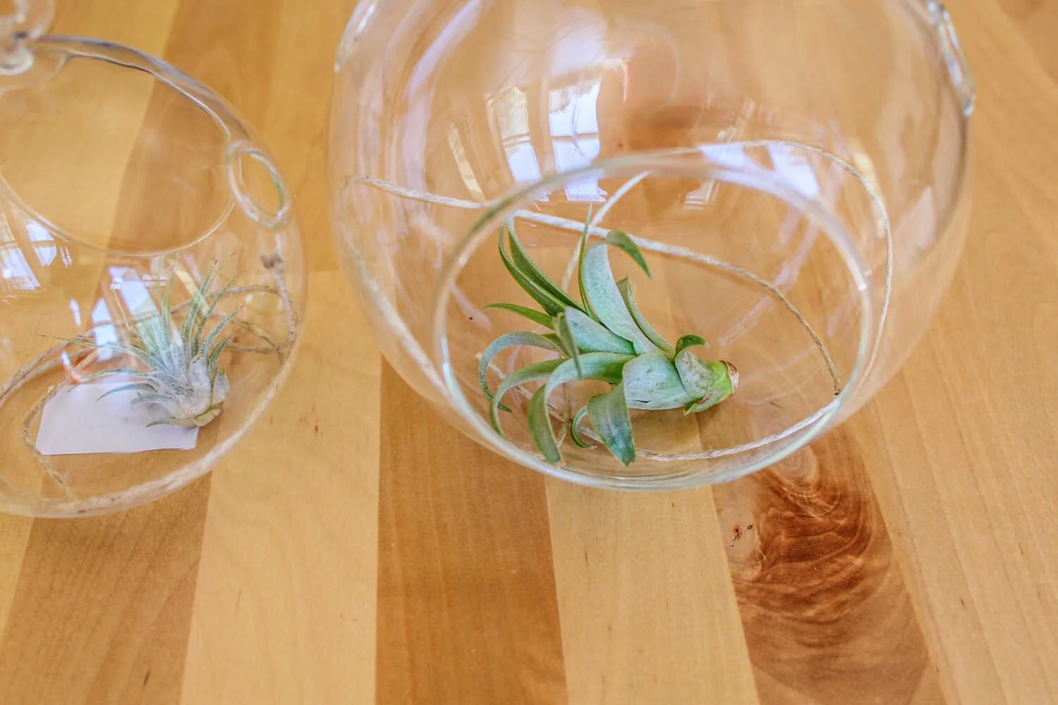 Review of Bliss Gardens Boutique DIY Terrarium Kits