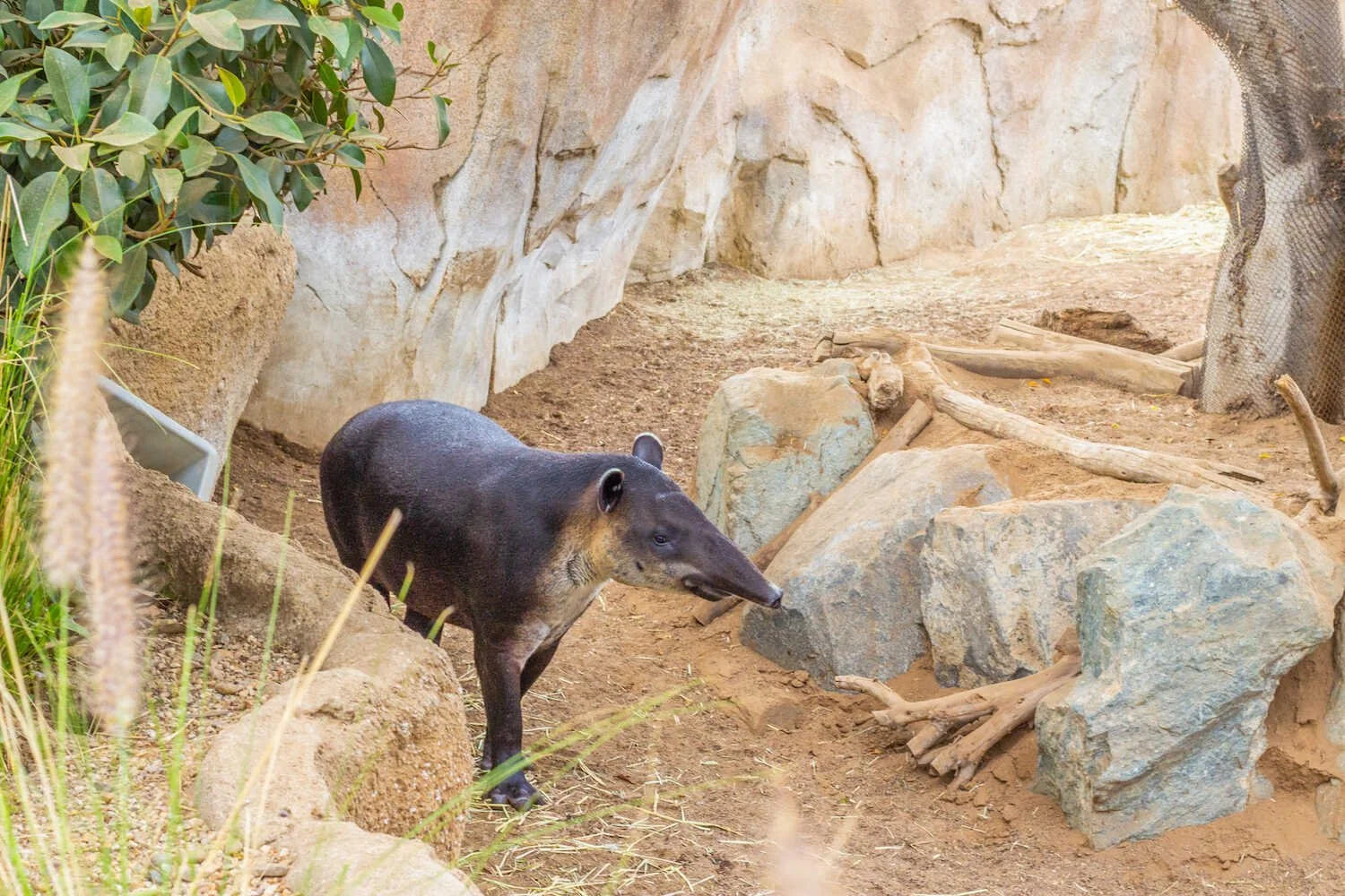 San Diego Zoo vs. Safari Park - Tapir in the San Diego Zoo.