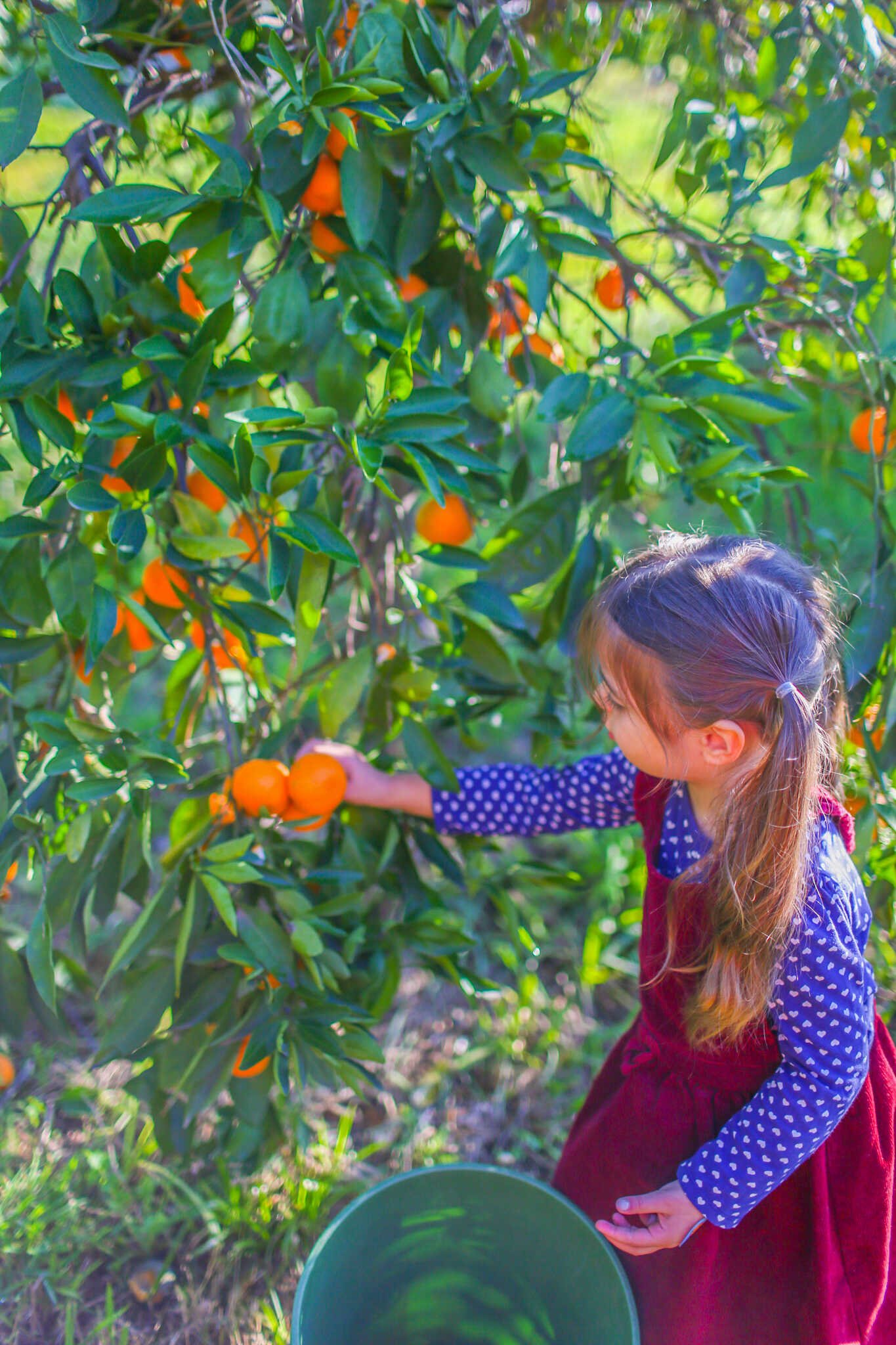 Top 35 Hidden Gems in Placer County - Top Things to Eat, U-Pick Farms ...