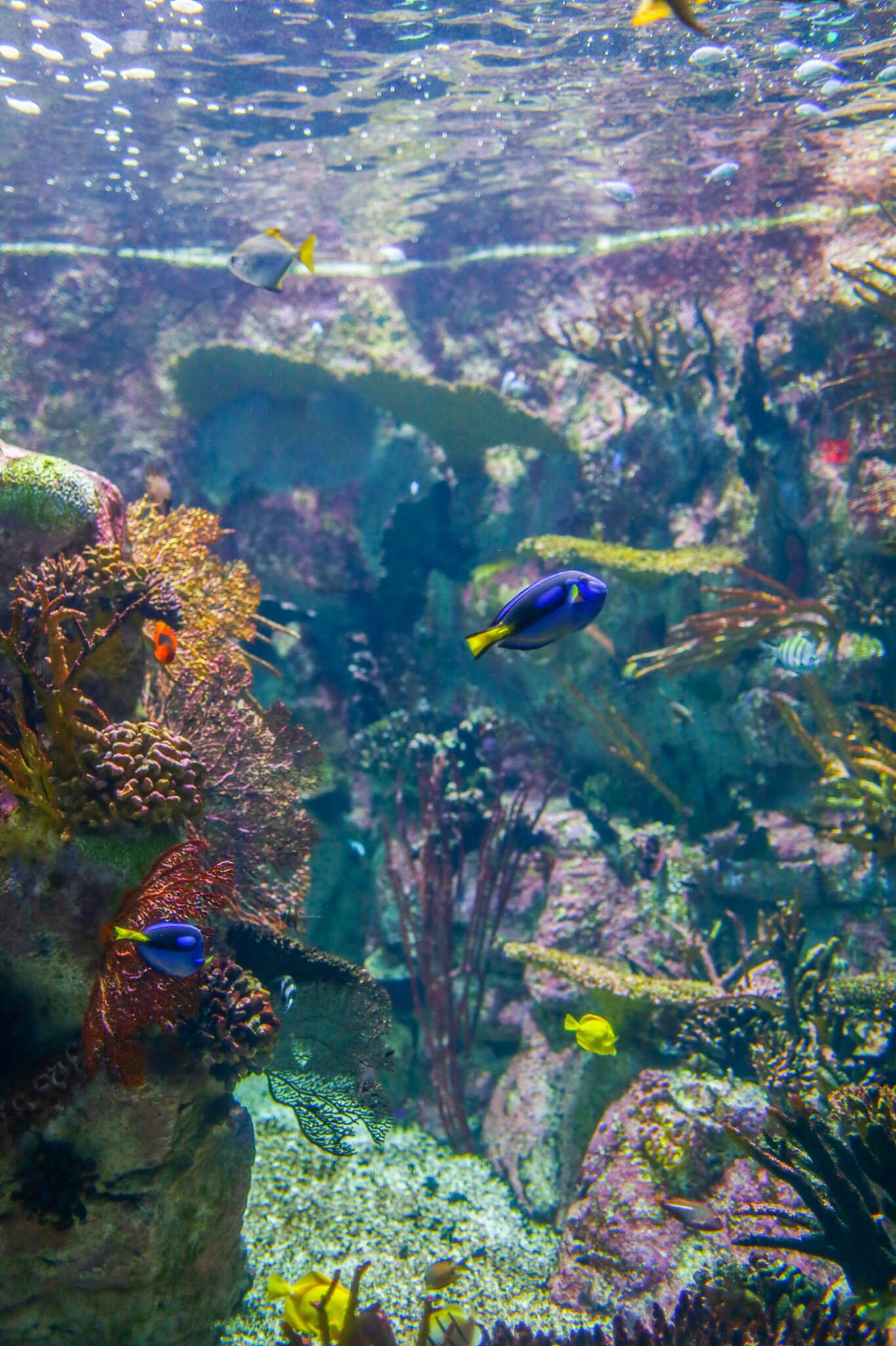 Weekend Guide to La Jolla - Birch Aquarium at Scripps in La Jolla.