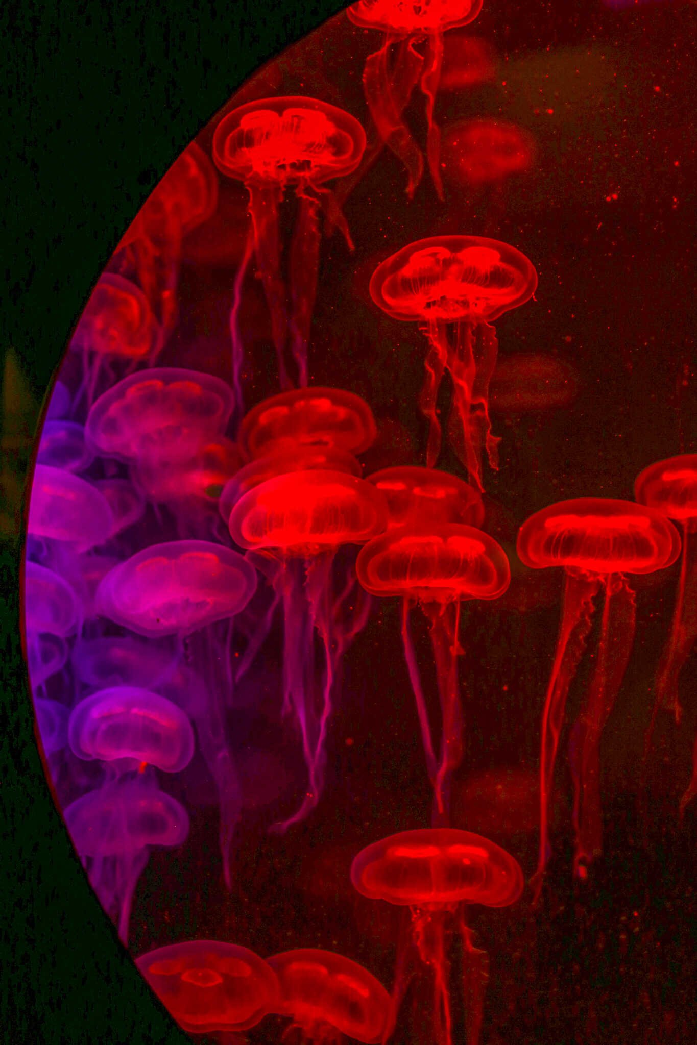 Weekend Guide to La Jolla - Jellyfish inside the Birch Aquarium at Scripps.