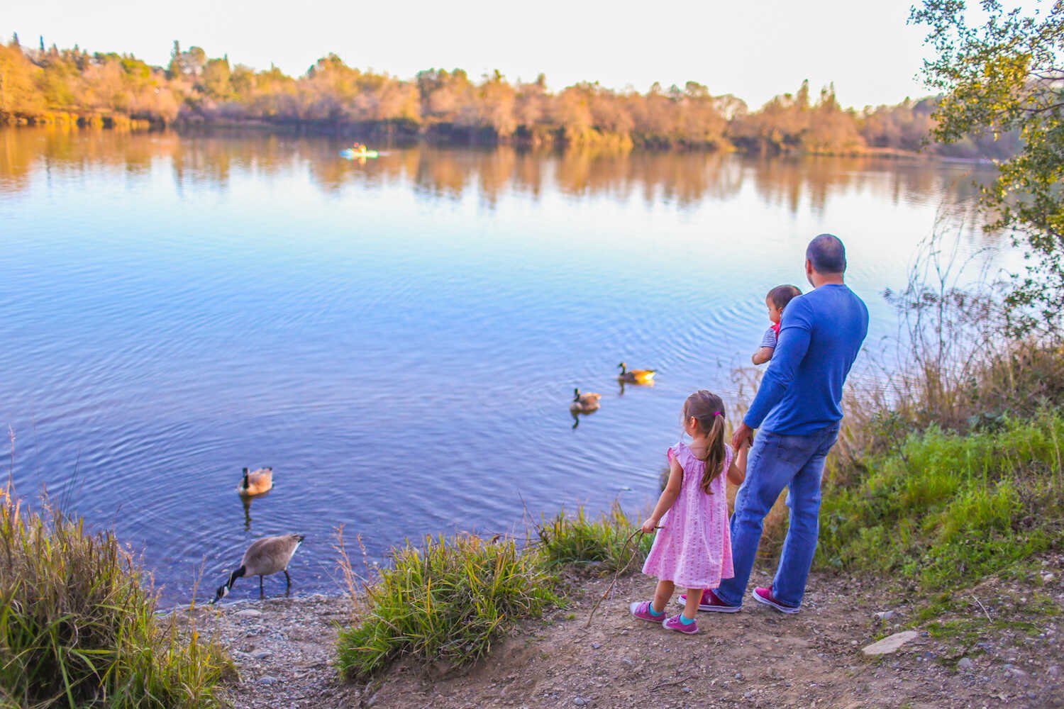 Family Travel Guide to Folsom California - Watching the geese swim at Black Miners Bar Folsom State Recreation park.