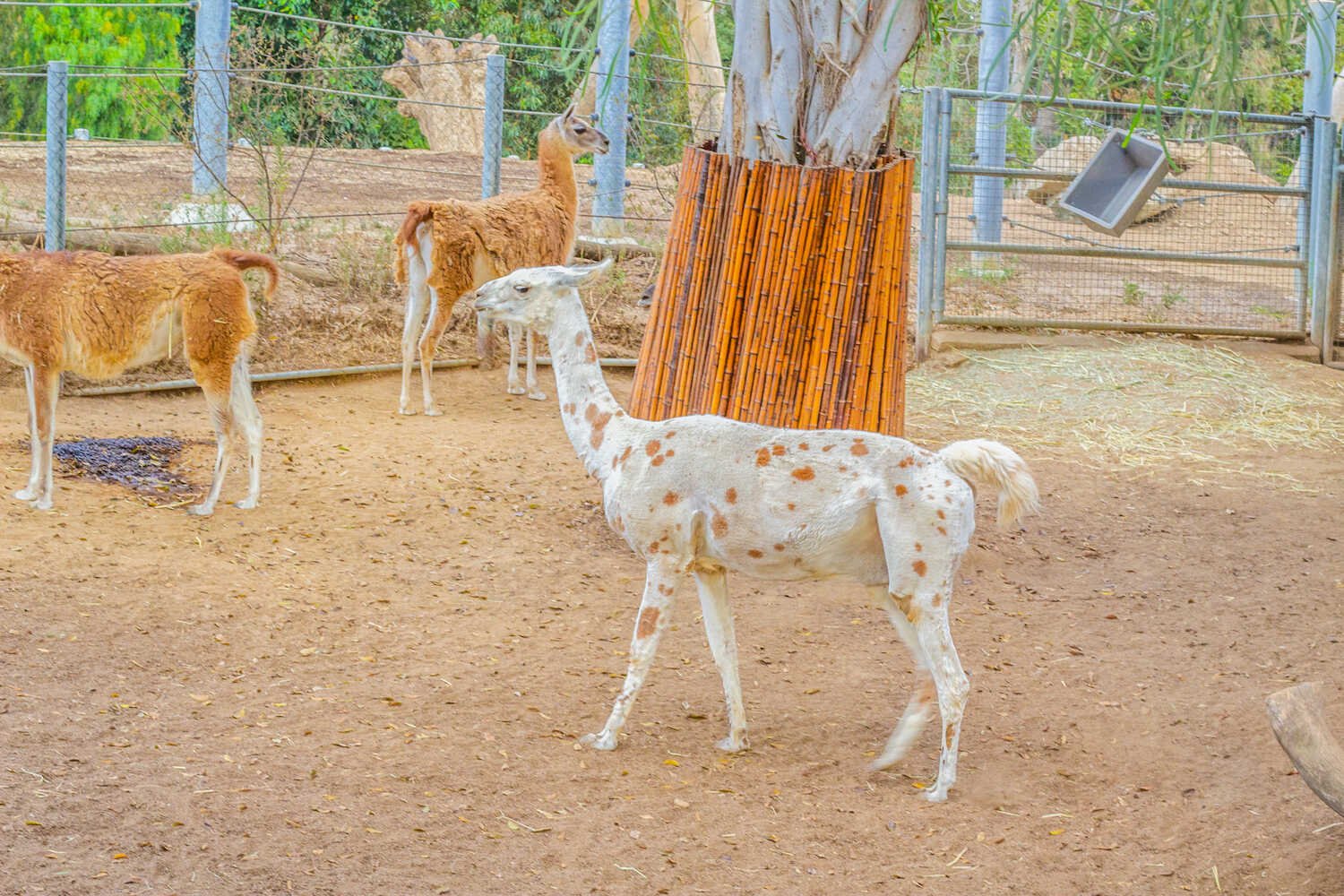 San Diego Zoo vs. Safari Park - Spotted llama in the San Diego Zoo.