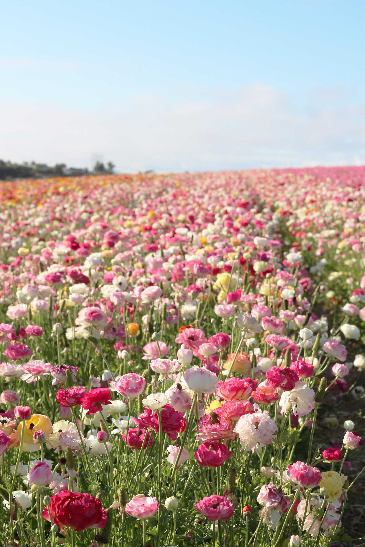 Beautiful Places in San Diego to Take Family Pictures - Carlsbad Flower Fields.