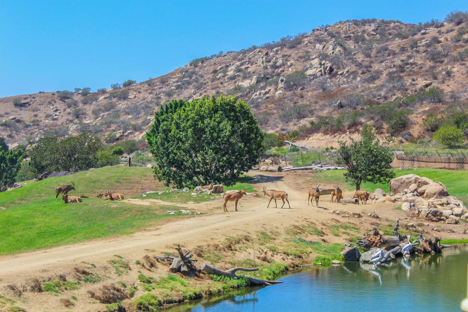 San Diego Zoo vs. Safari Park - Animals viewed from the Africa Tram inside the Safari Park.