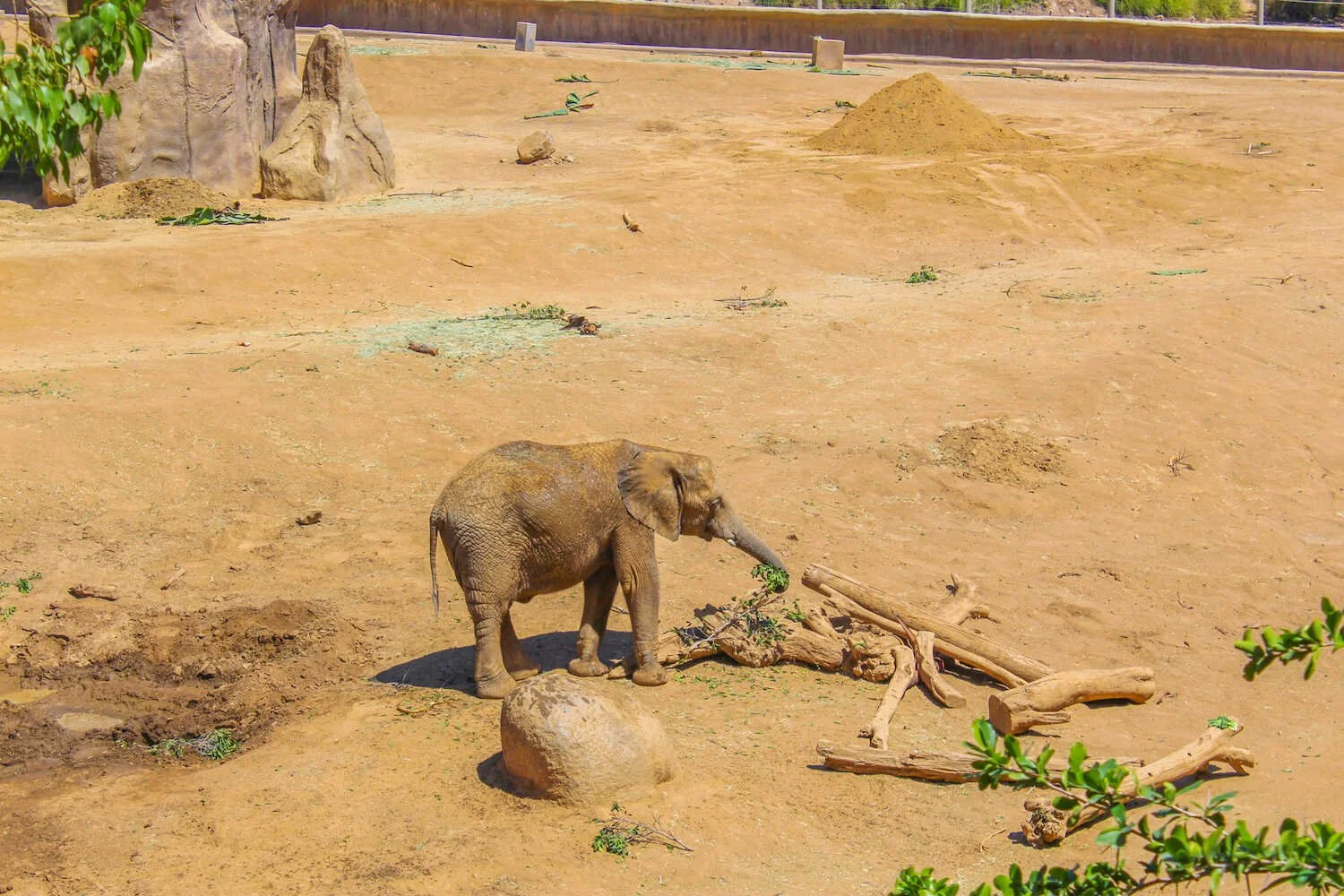 San Diego Zoo vs. Safari Park - Elephant exhibit inside the Safari Park.