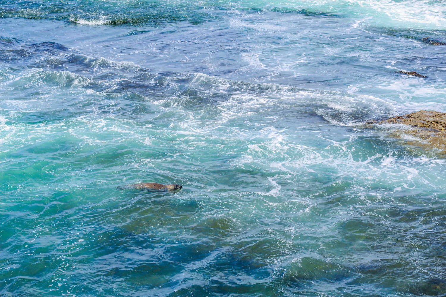 Weekend Guide to La Jolla - Seals swimming in the Children’s Pool Beach.