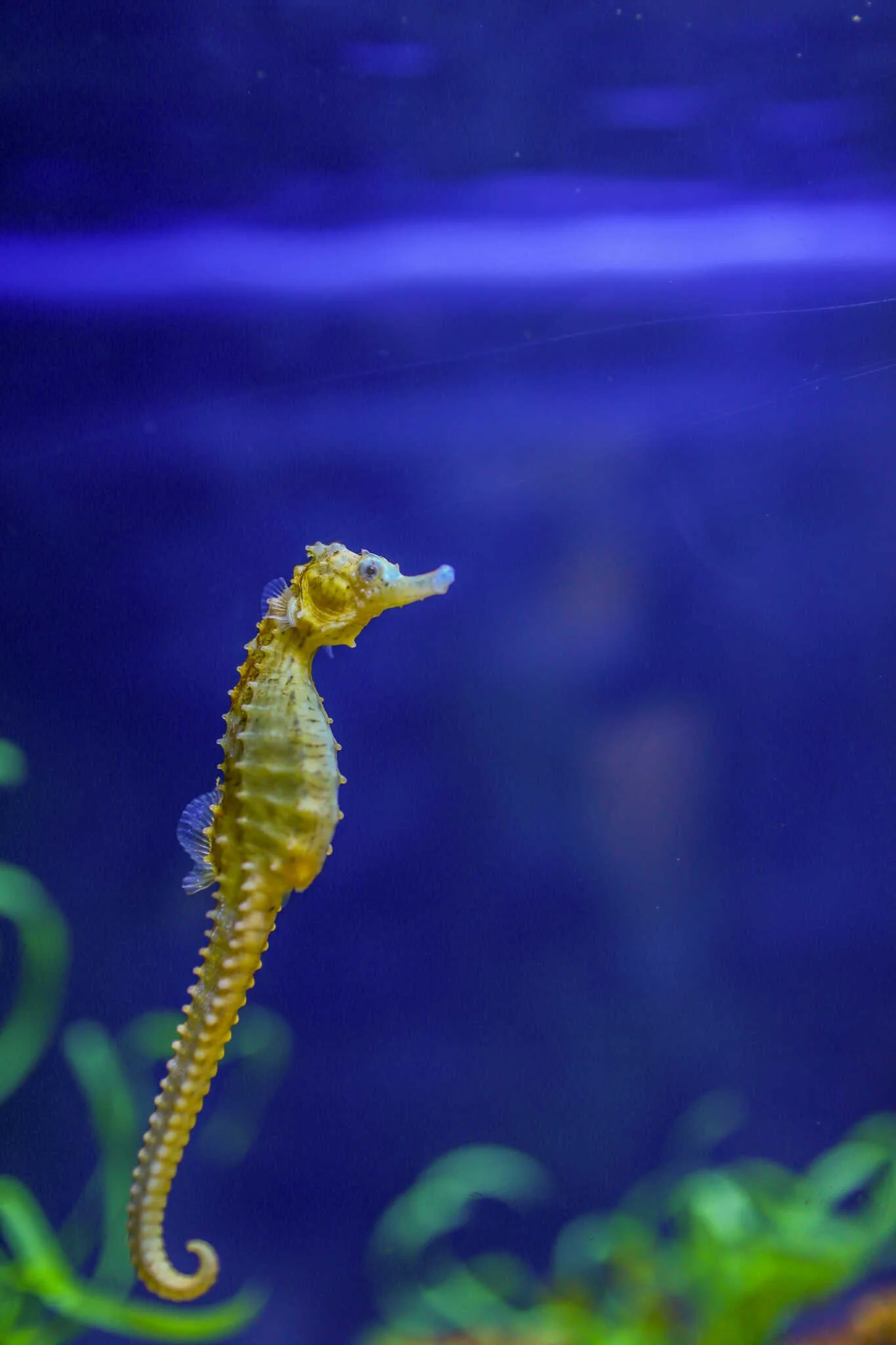 Weekend Guide to La Jolla - Seahorses inside the Birch Aquarium at Scripps.