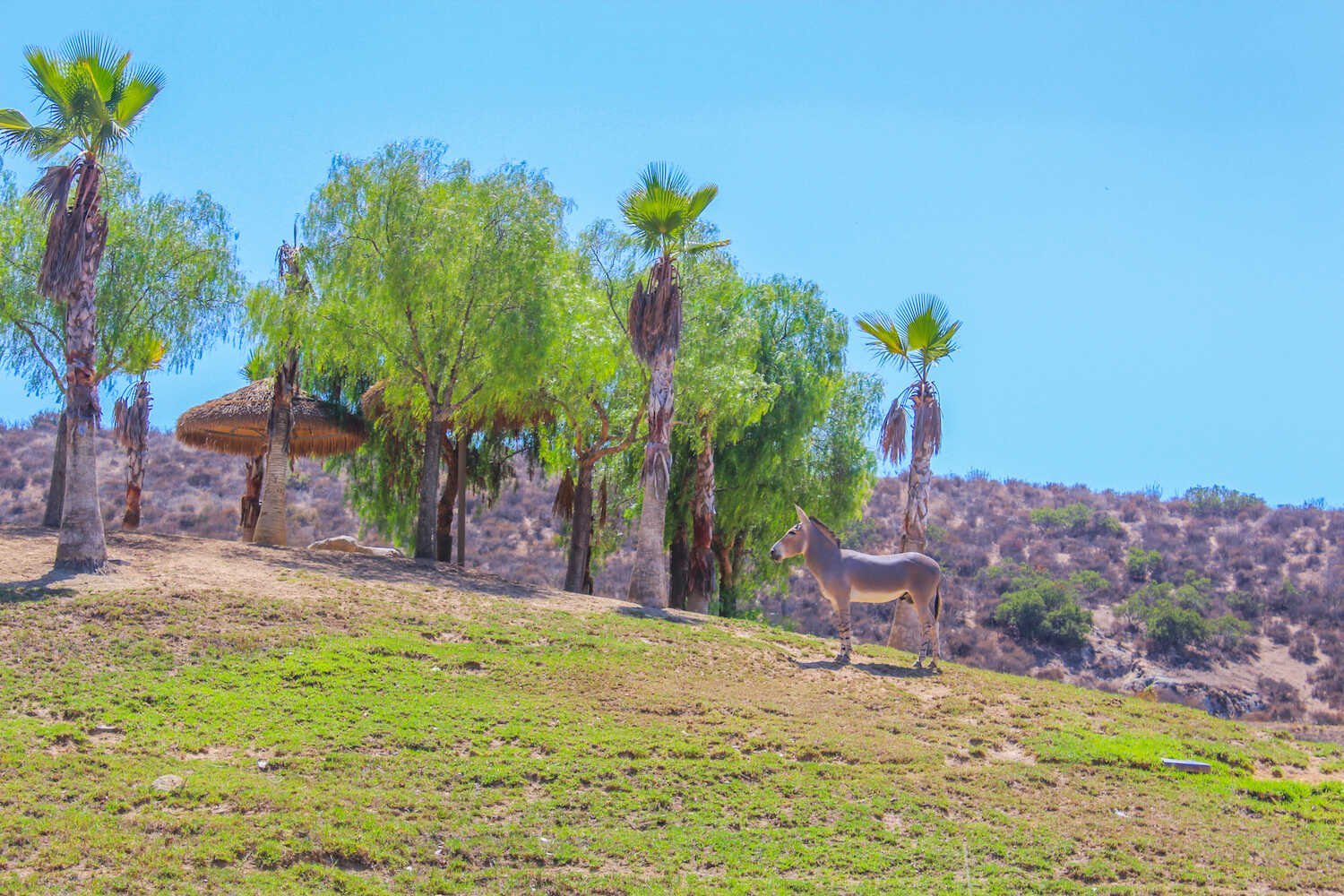 San Diego Zoo vs. Safari Park - The Somali Wild Ass viewed from the Africa Tram inside the Safari Park.