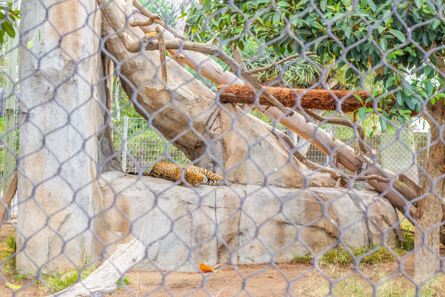 San Diego Zoo vs. Safari Park - Jaguar in the San Diego Zoo.