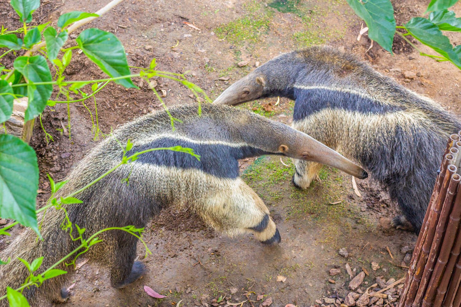 San Diego Zoo vs. Safari Park - Giant Anteaters in the San Diego Zoo.