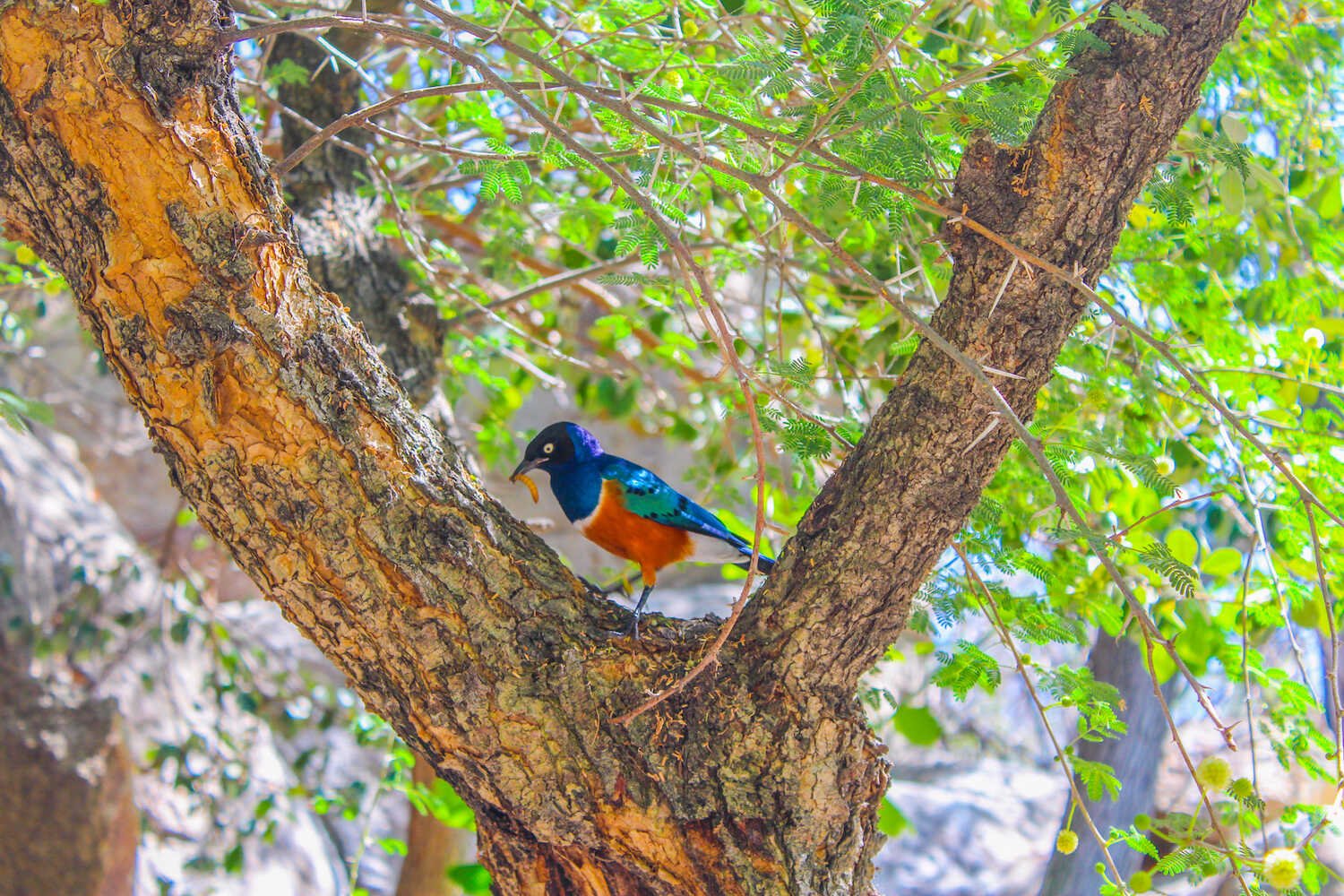 San Diego Zoo vs. Safari Park - Kingfisher inside the Safari Park.