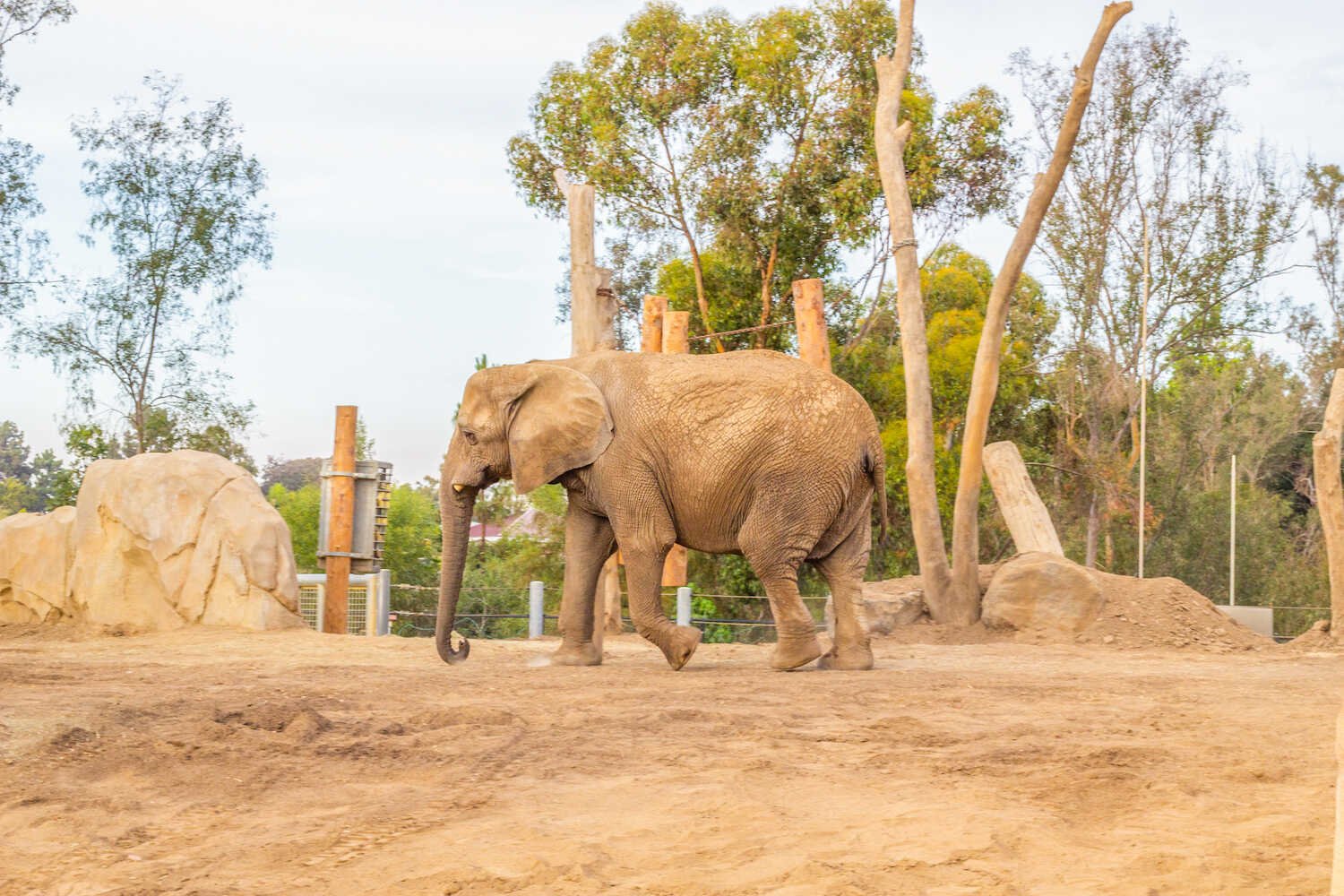 San Diego Zoo vs. Safari Park - Elephant Odyssey exhibit inside the San Diego Zoo.