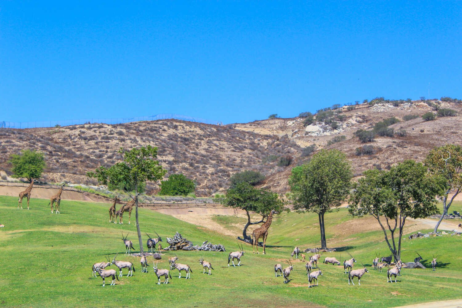 San Diego Zoo vs. Safari Park - Animal views from the Africa Tram inside the Safari Park.