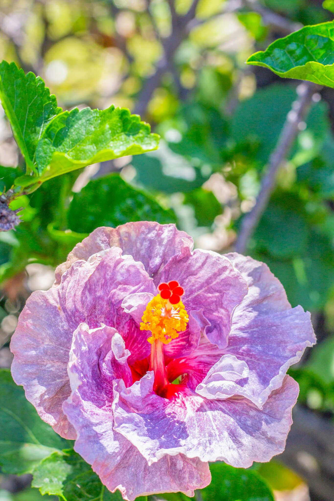 San Diego Zoo vs. Safari Park - Tropical Hibiscus flowers inside the San Diego Zoo.