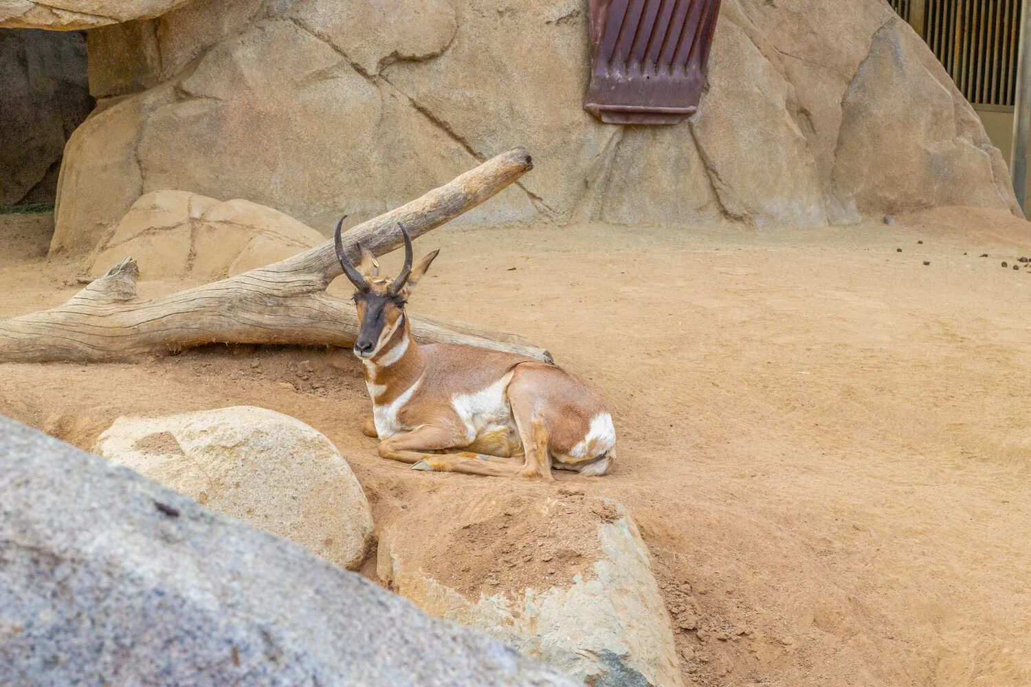 San Diego Zoo vs. Safari Park - Antelope inside San Diego Zoo.