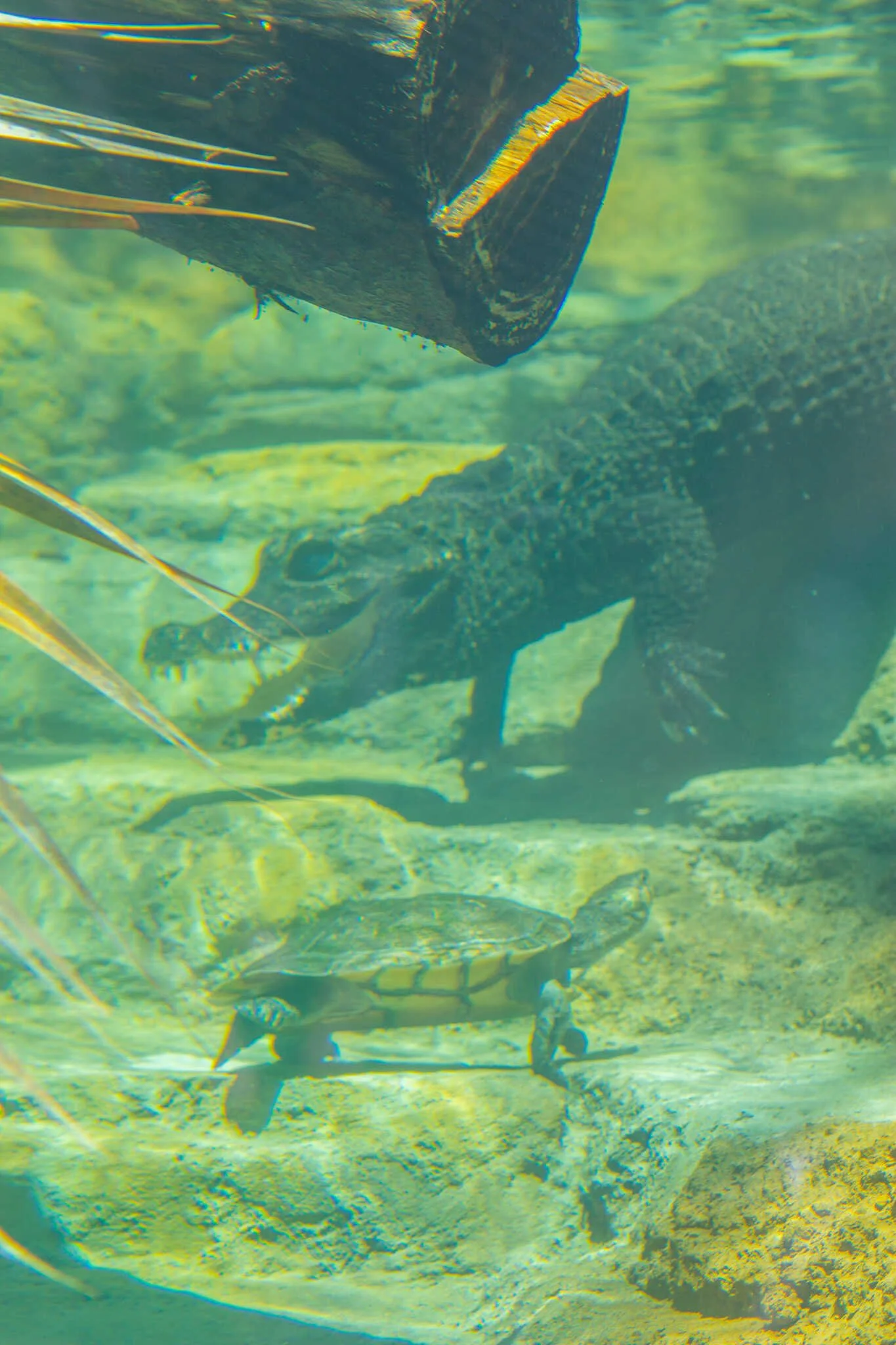 San Diego Zoo vs. Safari Park - Dwarf Crocodile inside the Africa Rocks exhibit in the San Diego Zoo.