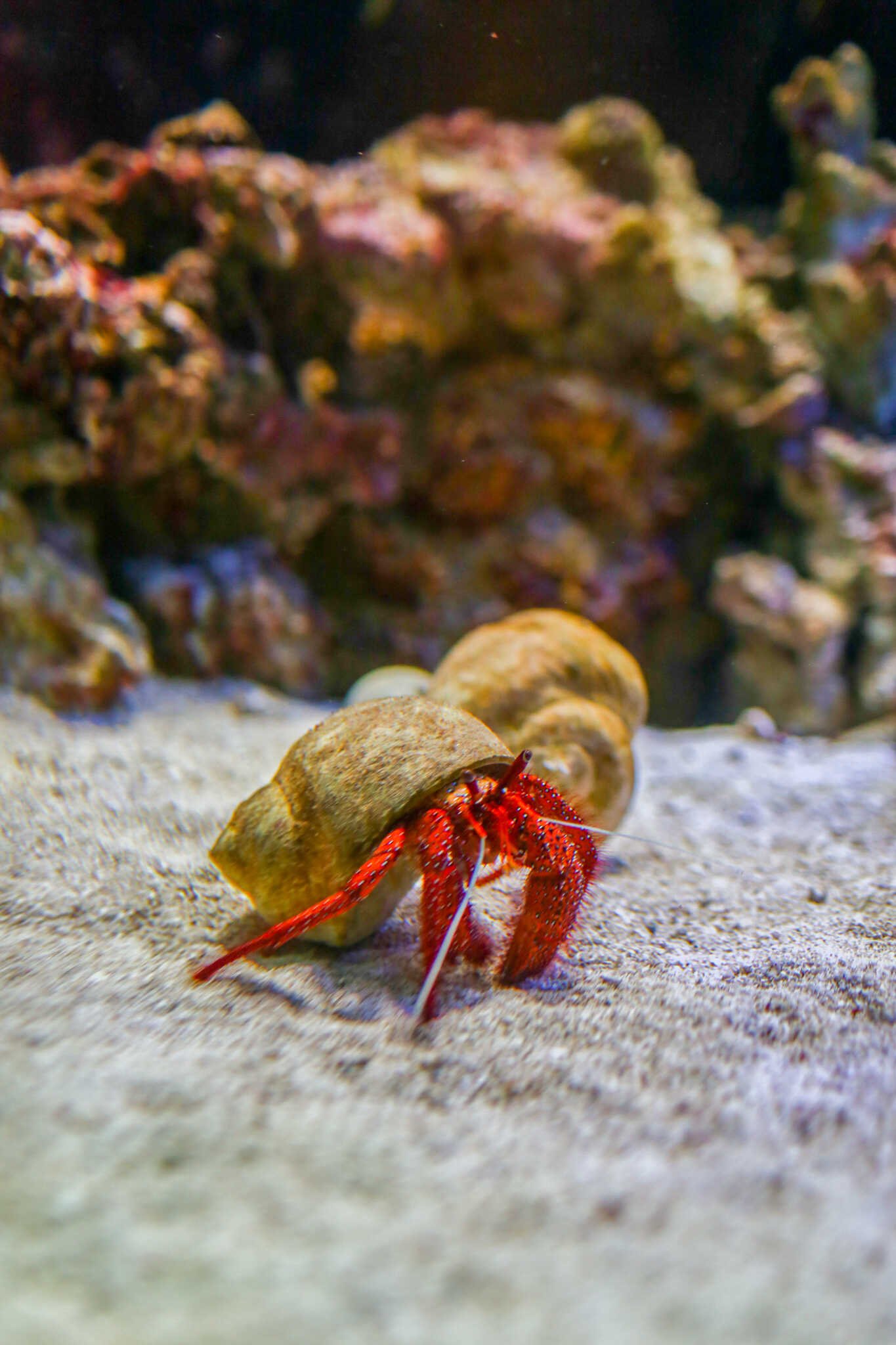 Family-Friendly La Jolla Travel Guide - Birch Aquarium.