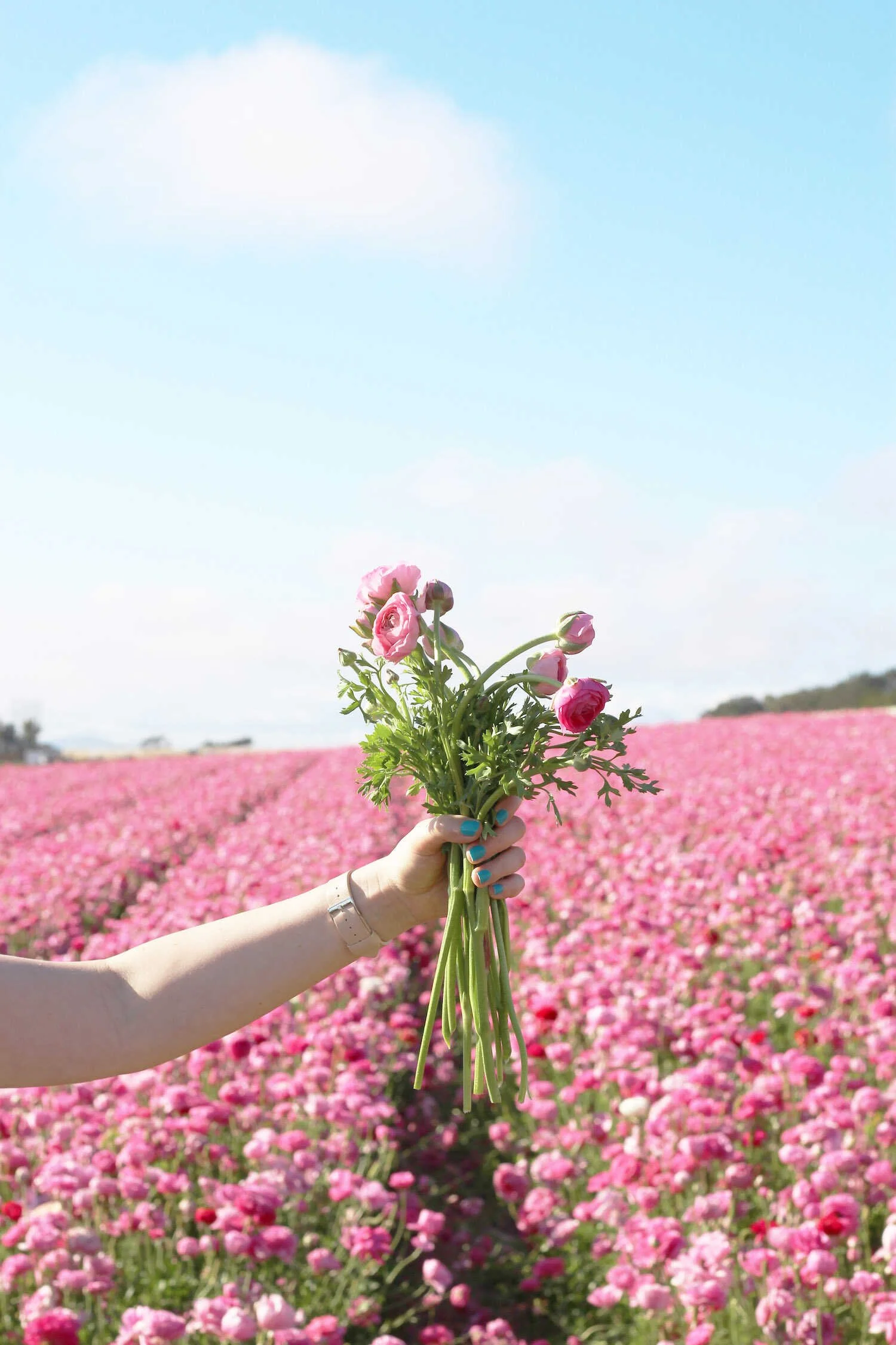 Beautiful Places in San Diego to Take Family Pictures - Carlsbad Flower Fields.