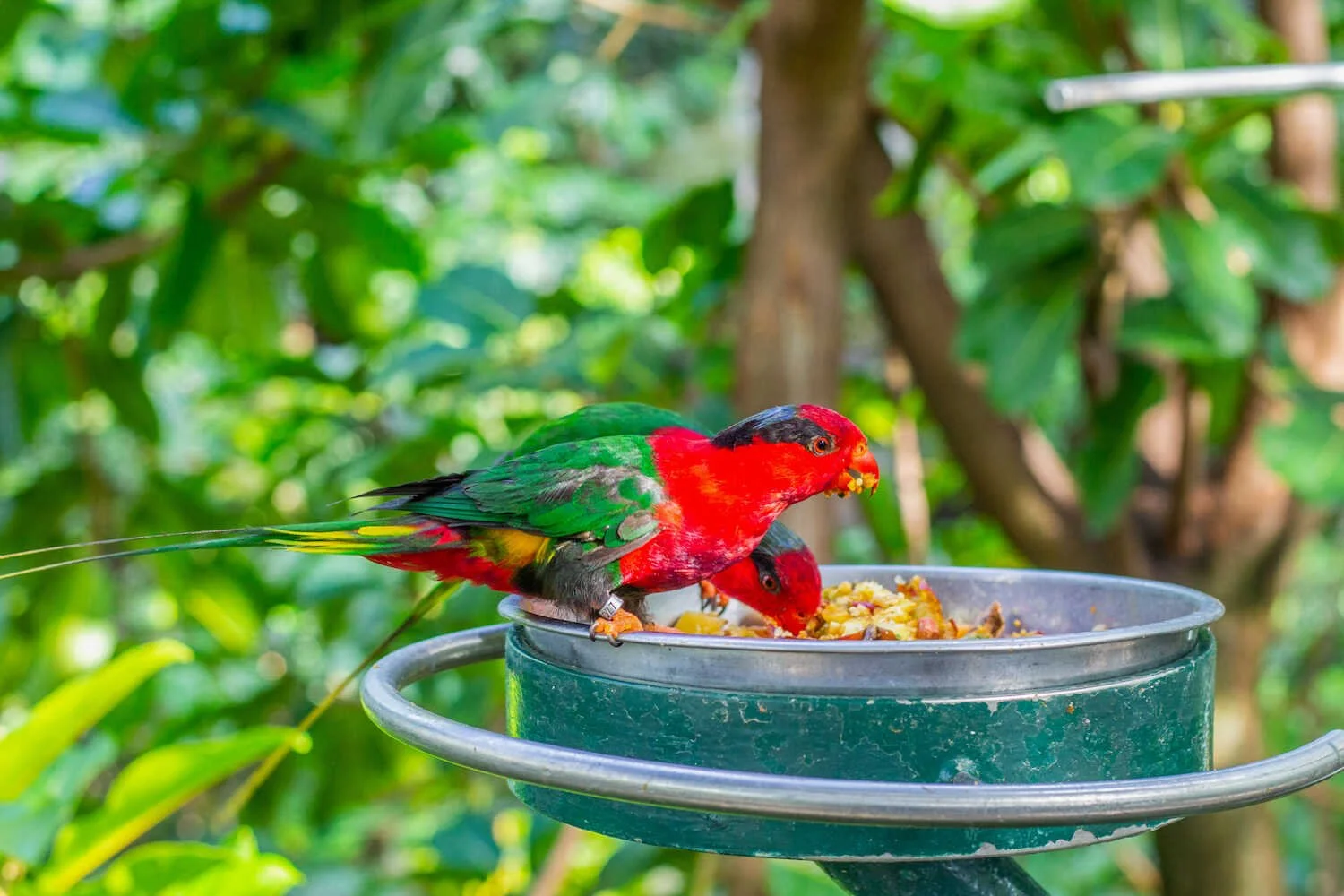 San Diego Zoo vs. Safari Park - Colorful lorikeets inside the San Diego Zoo.