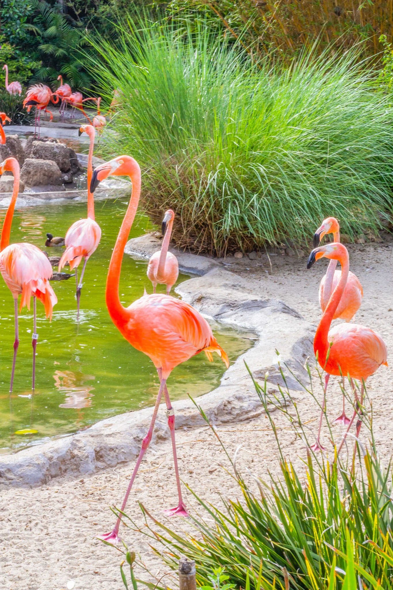 San Diego Zoo vs. Safari Park - Flamingos in the San Diego Zoo.