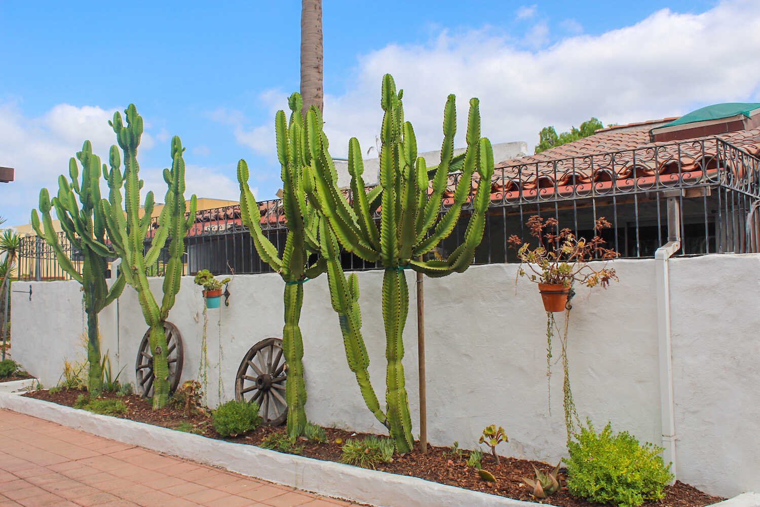 Beautiful Places in San Diego to Take Family Pictures - Aesthetic tall cactus in Old San Diego.