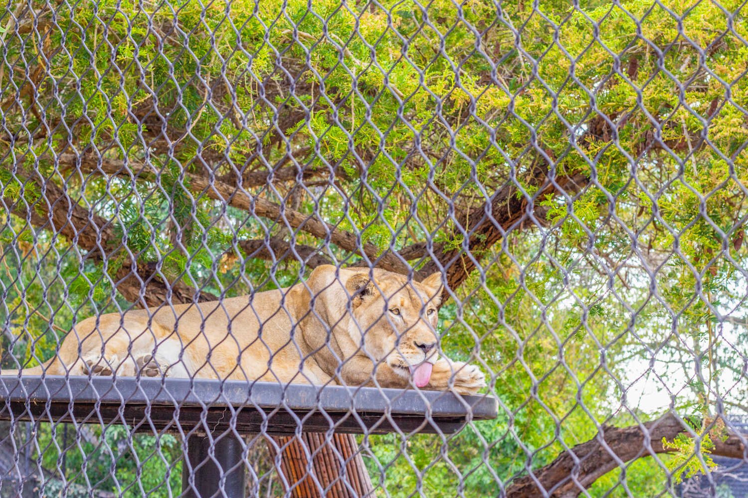 San Diego Zoo vs. Safari Park - Lions in the San Diego Zoo.