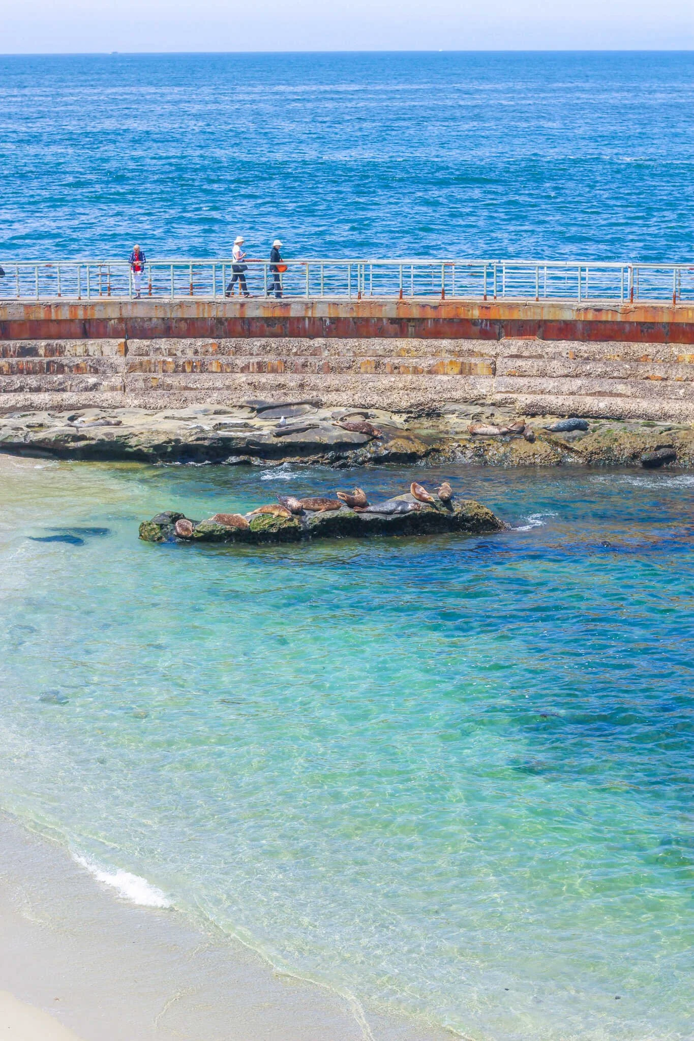 Weekend Guide to La Jolla - Seals swimming in the Children’s Pool Beach.